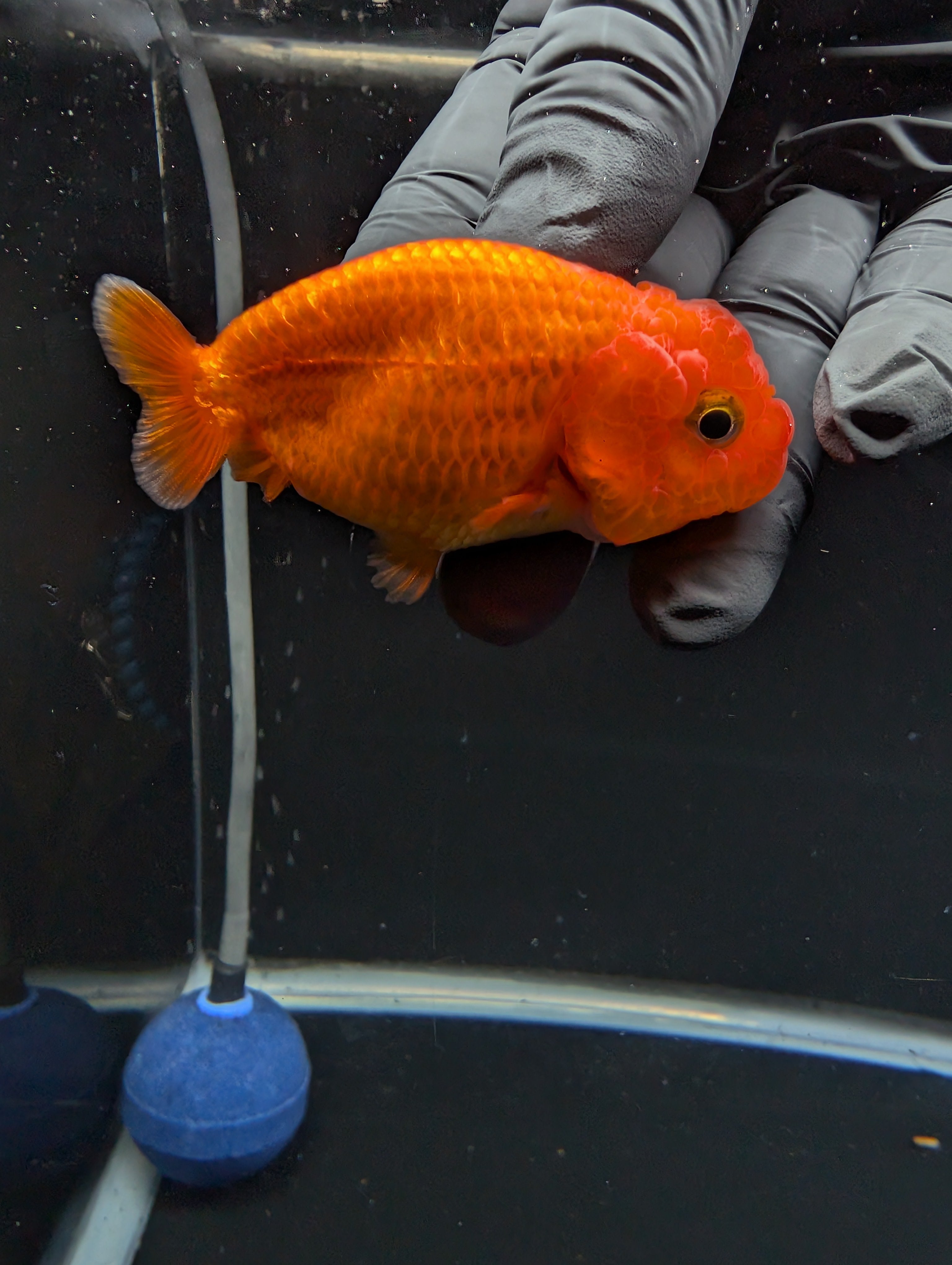 Ranchu Red White 3"-3.5" in. ID#529R13A-061