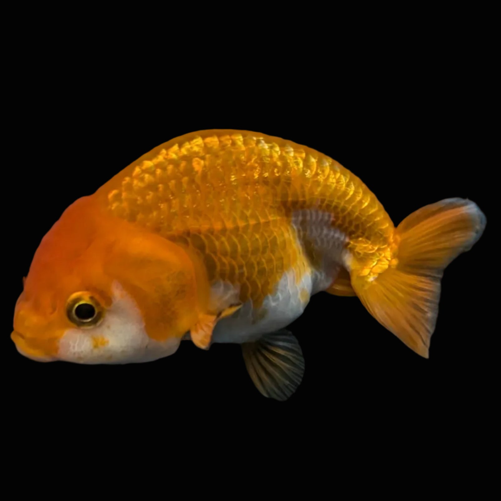 Ranchu Red White 3.5"-4"in. ID#821R4A-055