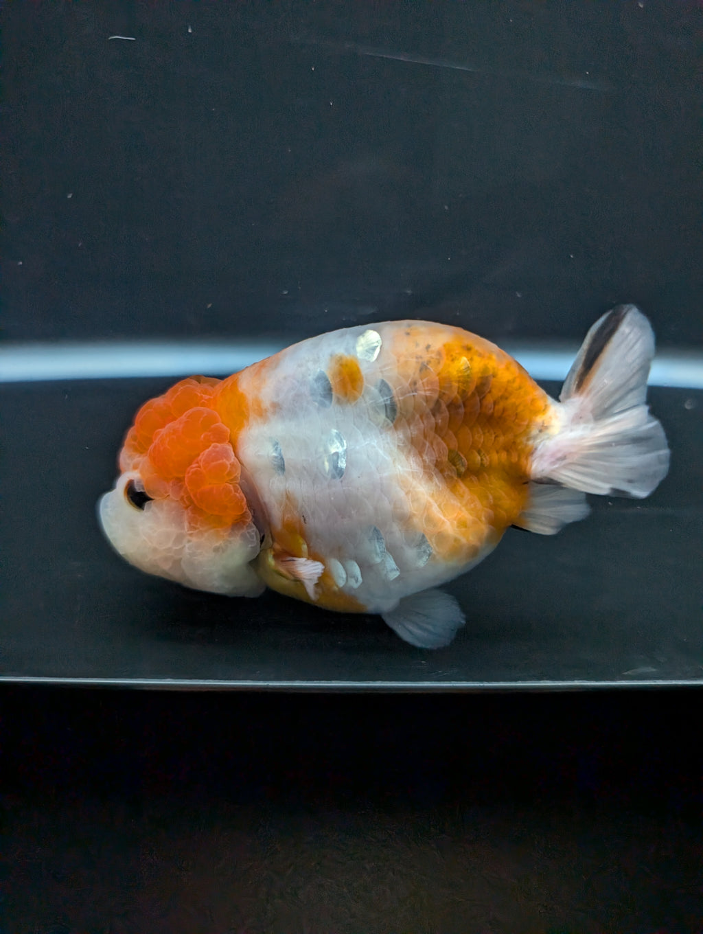 Jumbo Ranchu Sakura 4.5"-5" in. ID#828R8A-054