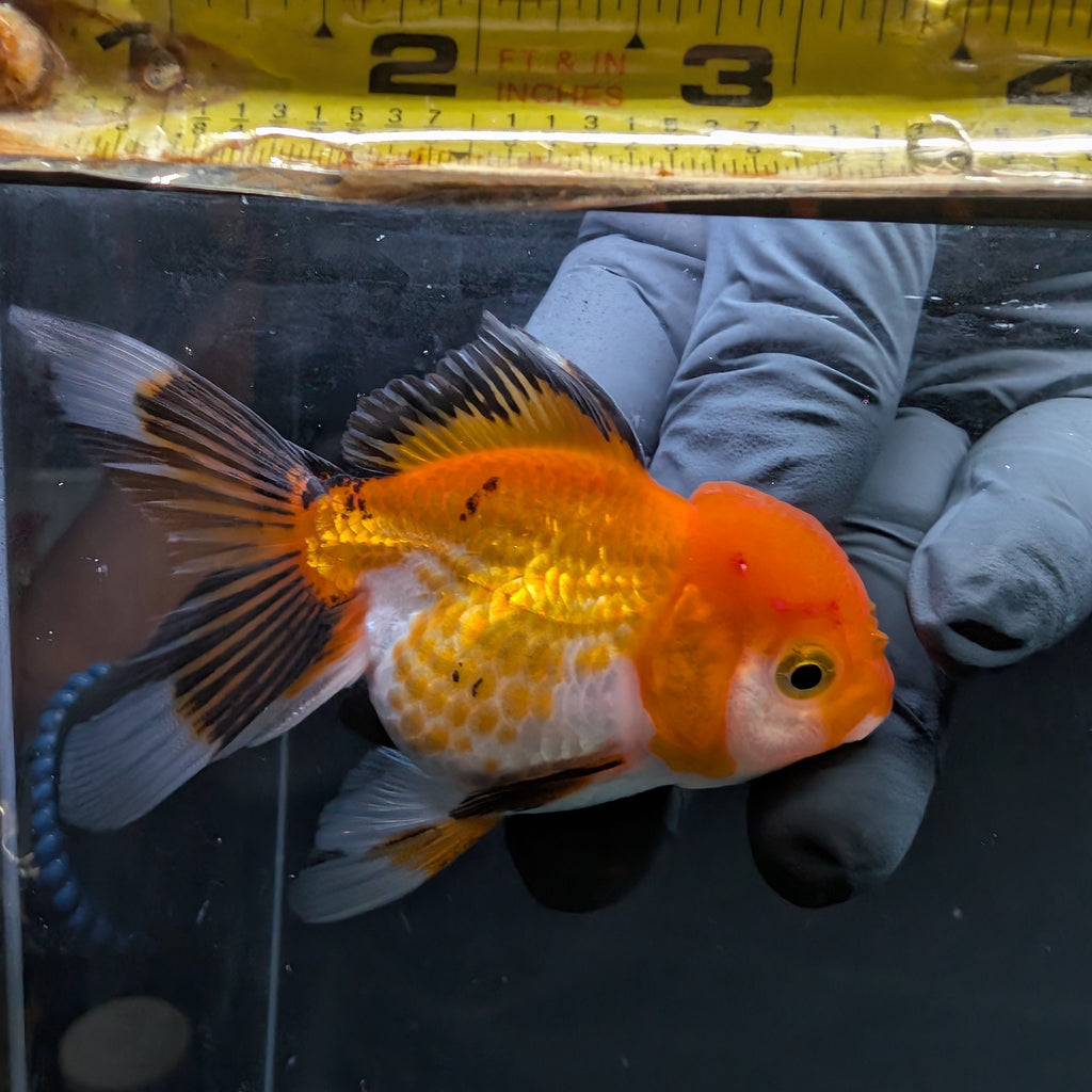 Juvenile Oranda Tricolor 3.5"-4" in.  ID#508T2A-022