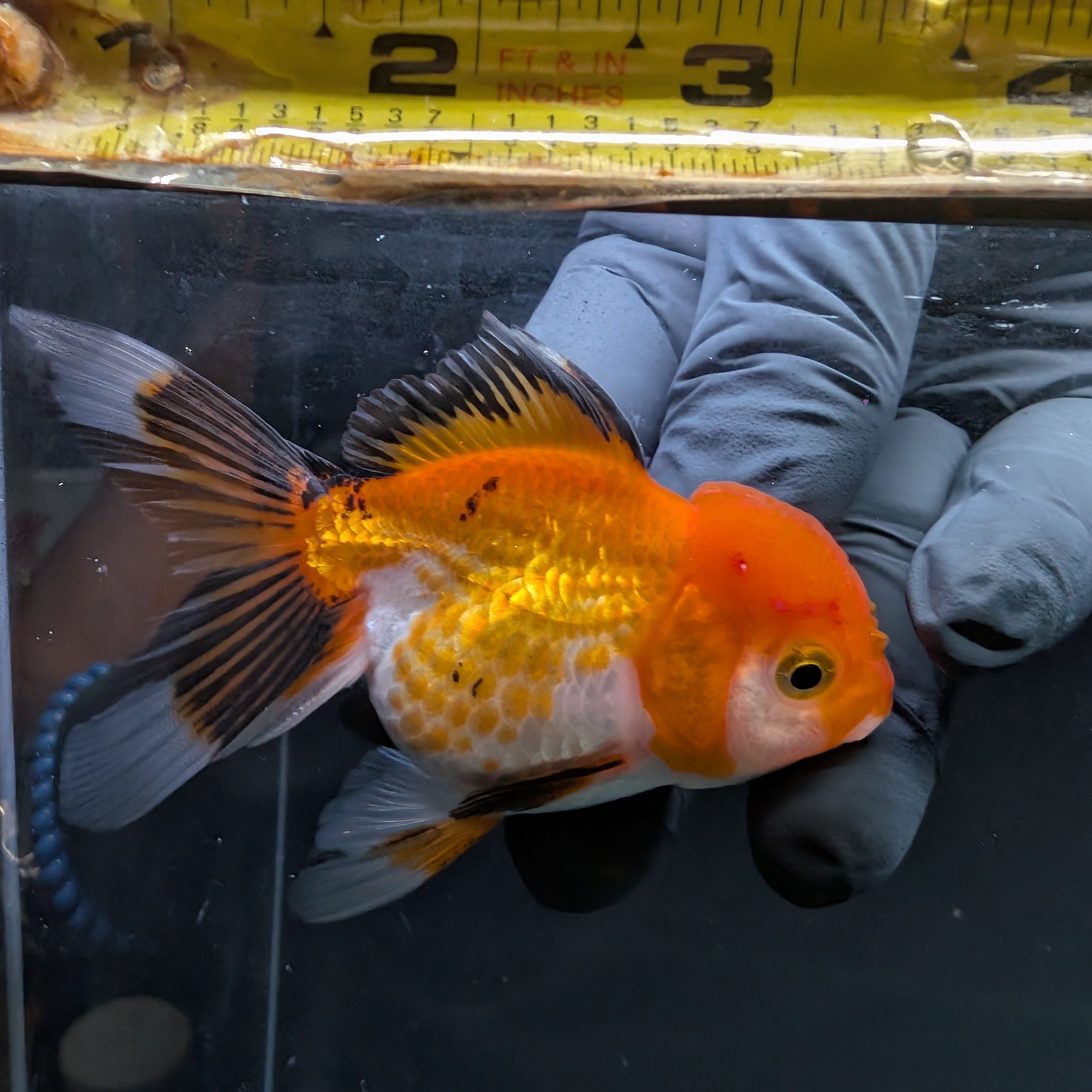 Juvenile Oranda Tricolor 3.5"-4" in.  ID#508T2A-022