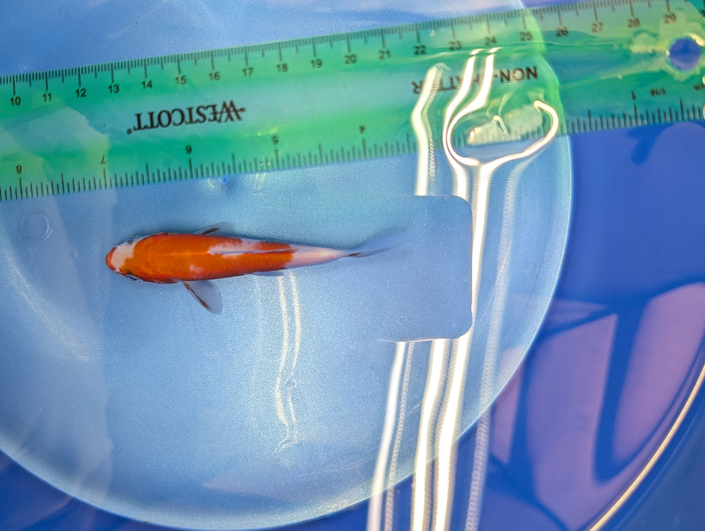 Kohaku Koi  4"in. ID#806BFK-023