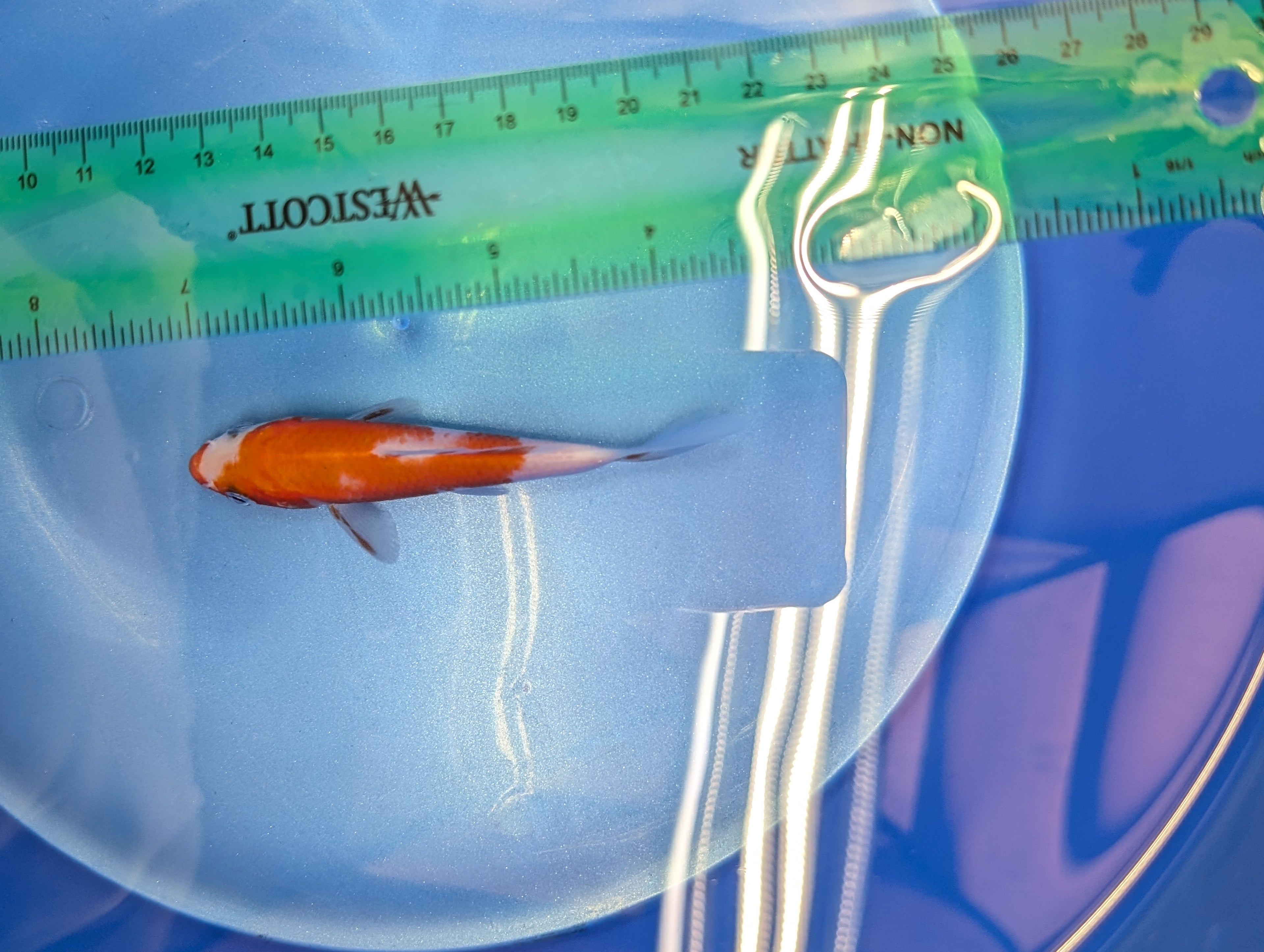 Kohaku Koi  4"in. ID#806BFK-023
