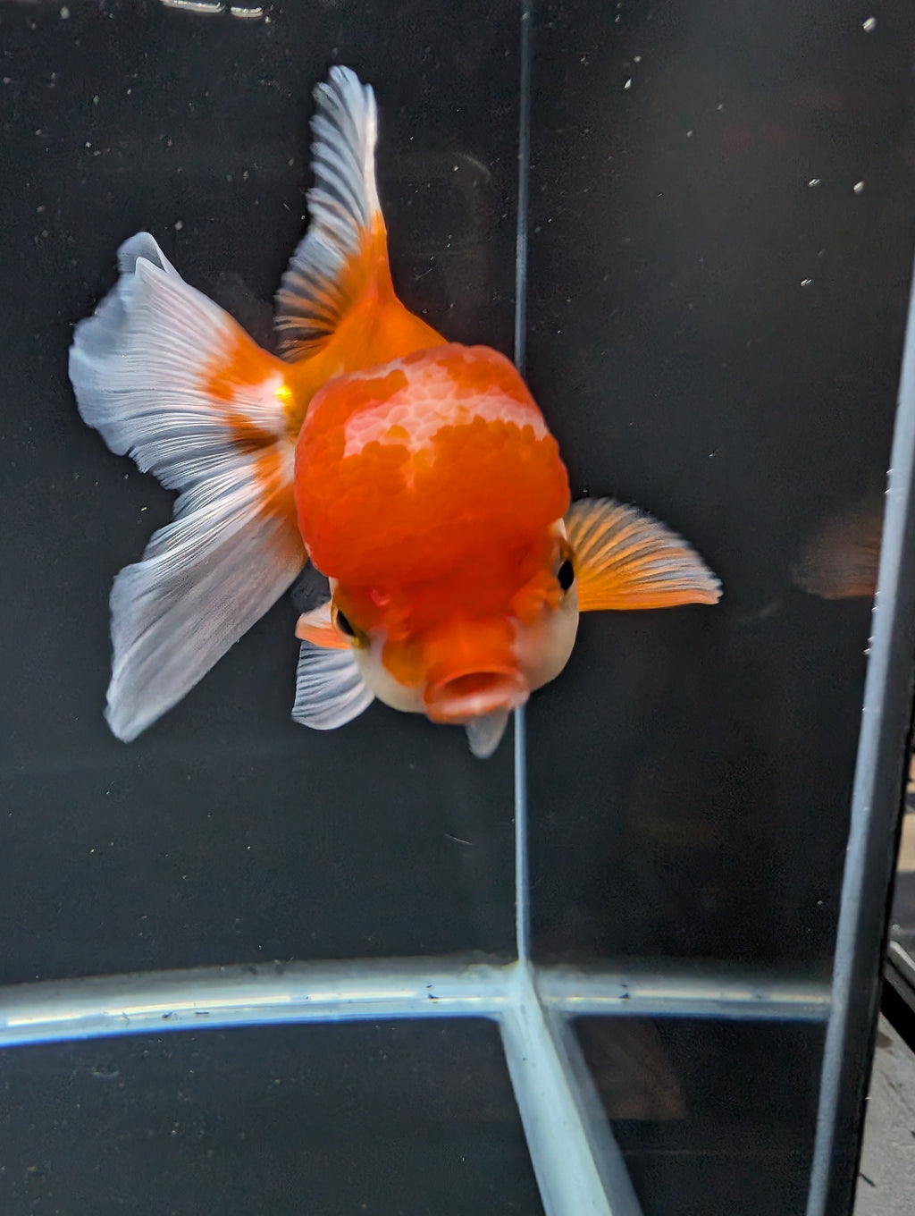 Jumbo Oranda Red White 6.5"-7"in.  ID#522T4B-003