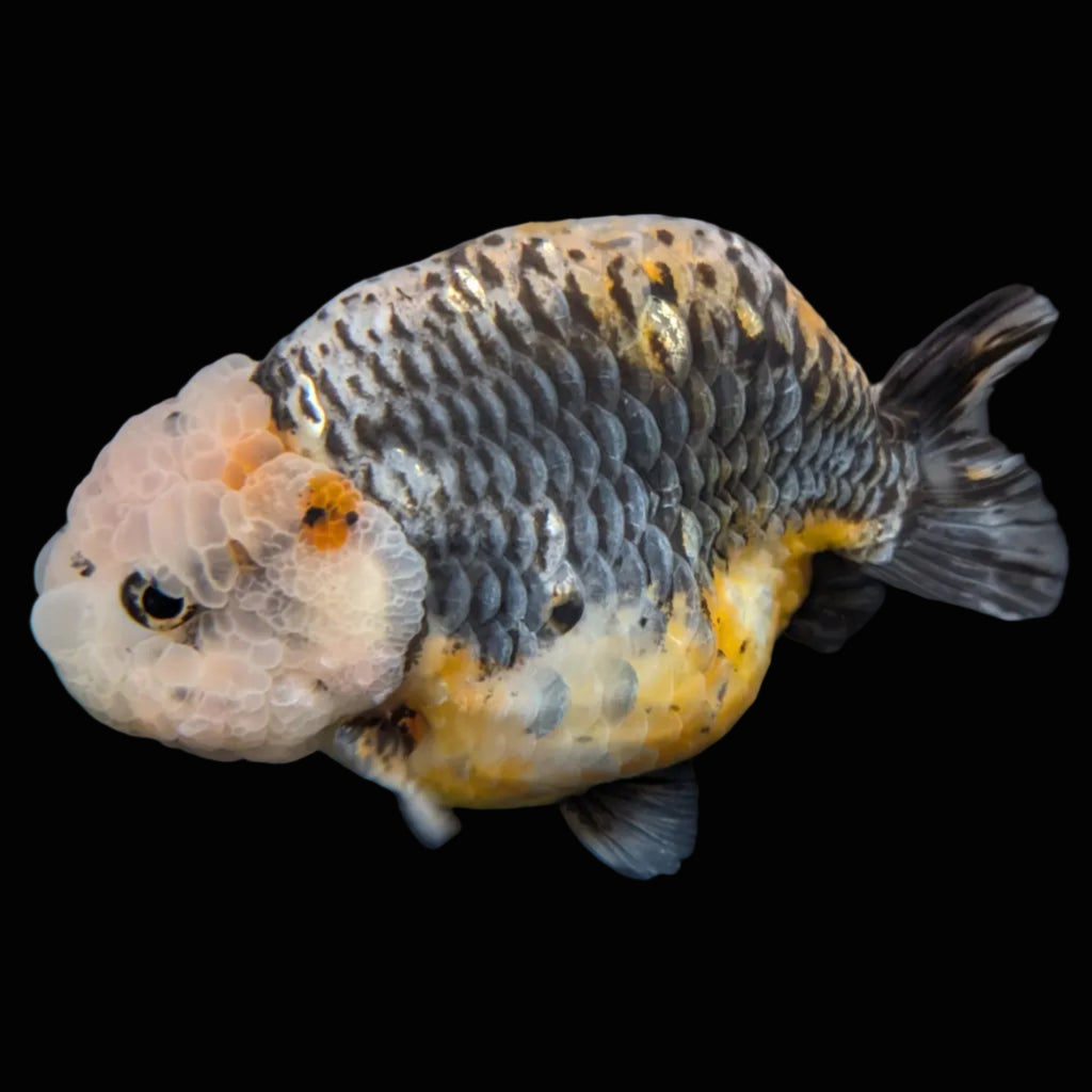 Jumbo Ranchu Kirin Calico 4.5"-5" in. ID#814R8A-023