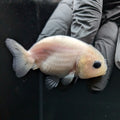 Ranchu Calico 2.5"-3" in. ID#724R4A-026