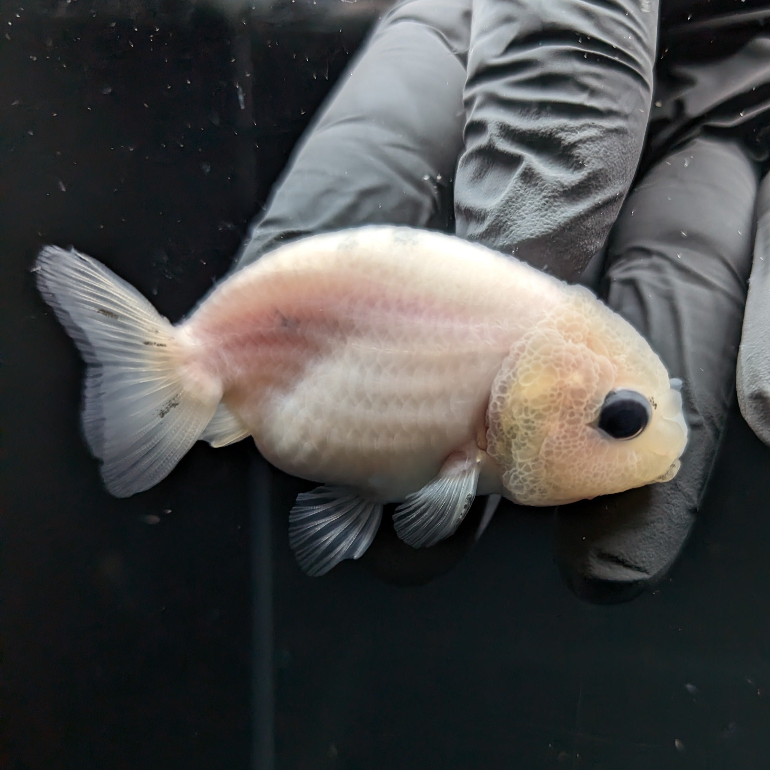 Ranchu Calico 2.5"-3" in. ID#724R4A-026