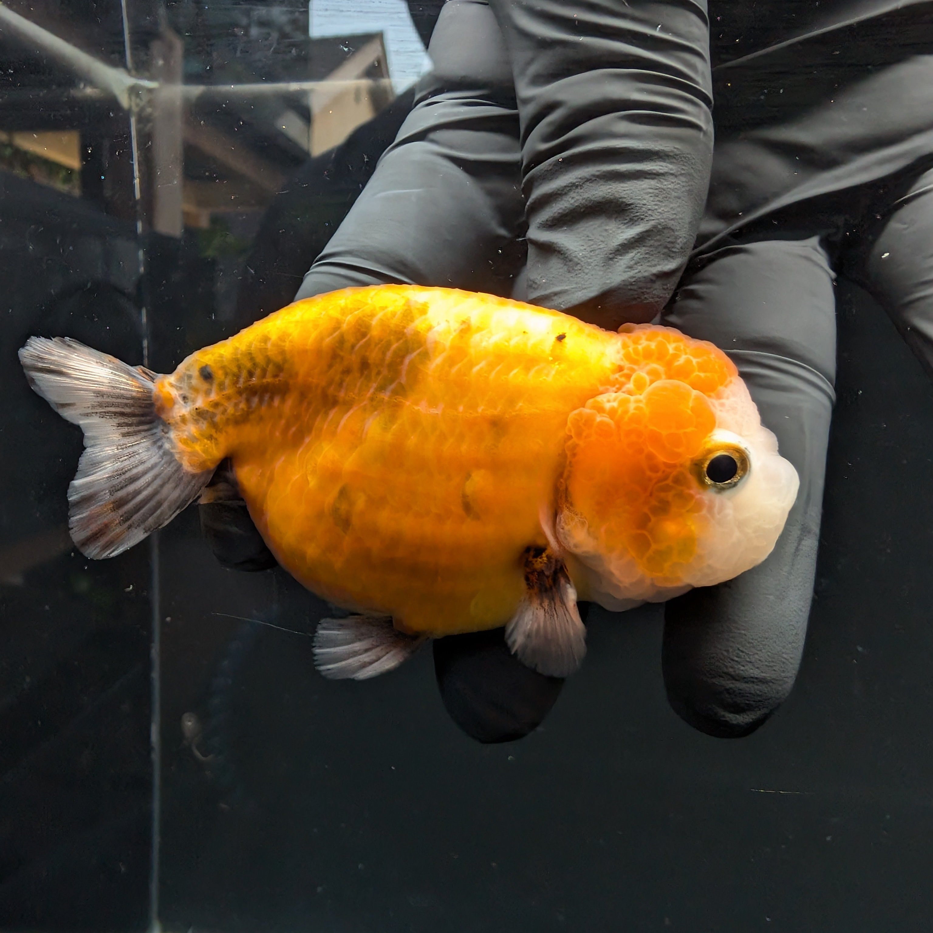 Jumbo Ranchu Calico 3.5"- 4" in. ID#717R8A-002