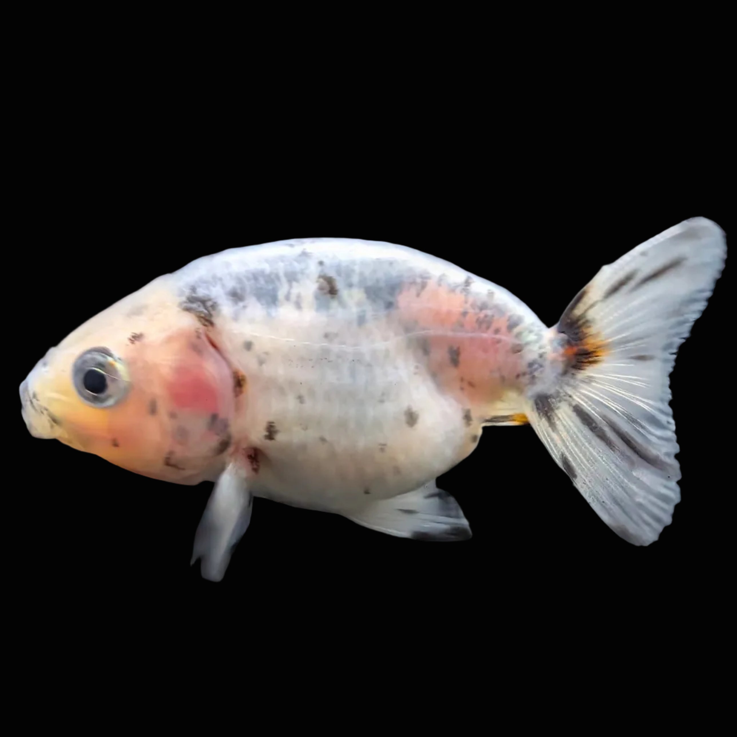 Baby Ranchu  Calico 2"-2.5" in. ID#508R3A-020