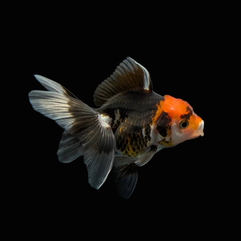 Juvenile Oranda Tricolor 3.5"-4" in.  ID#327T13b-033