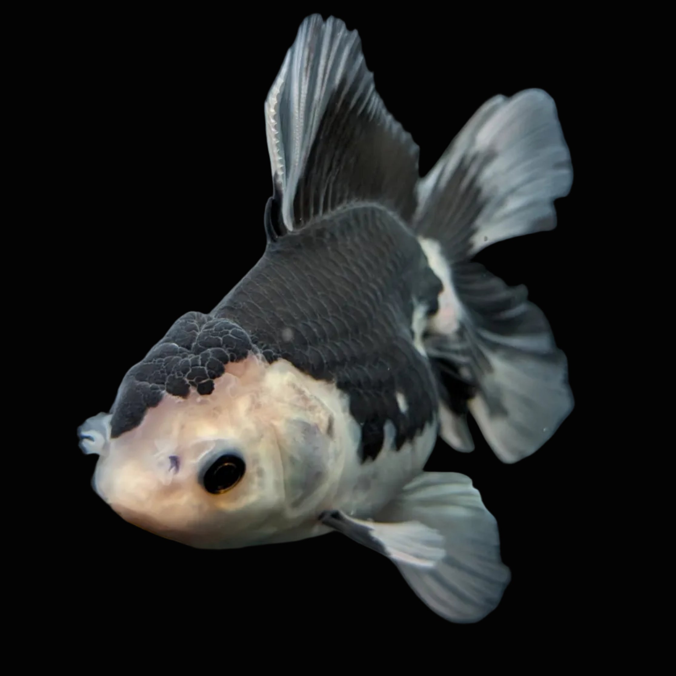 Thai Oranda Panda  4.5"-5"  ID#718T5B-001