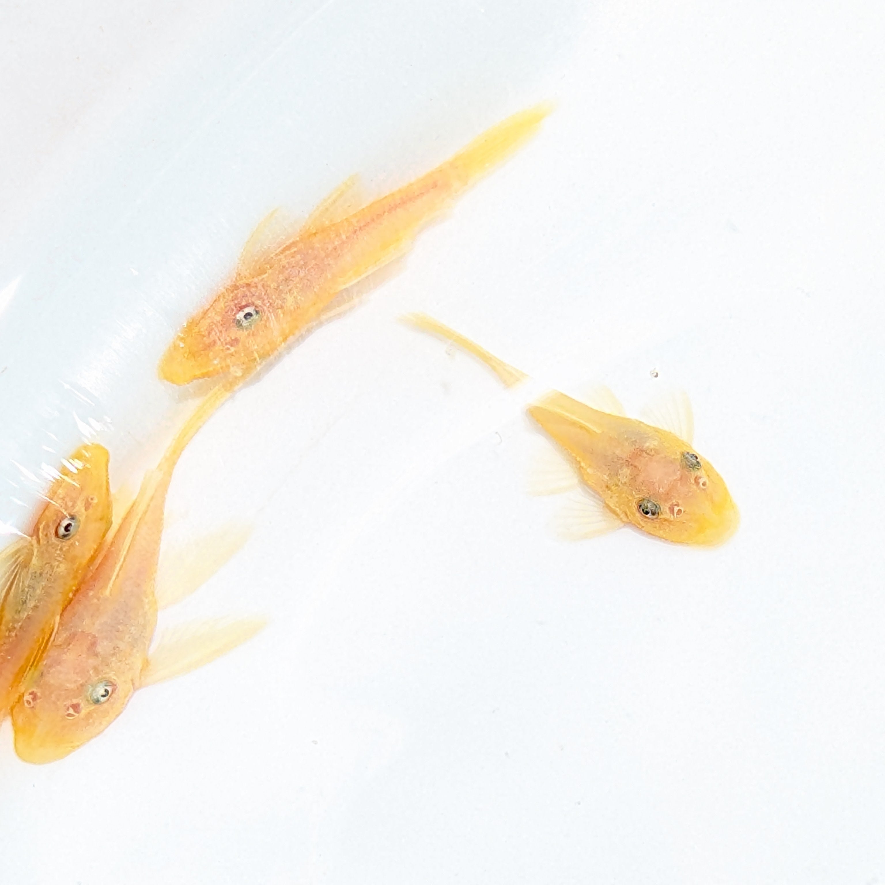 Baby Blue Eye Lemon Pleco .5"-1"  *Assorted.
