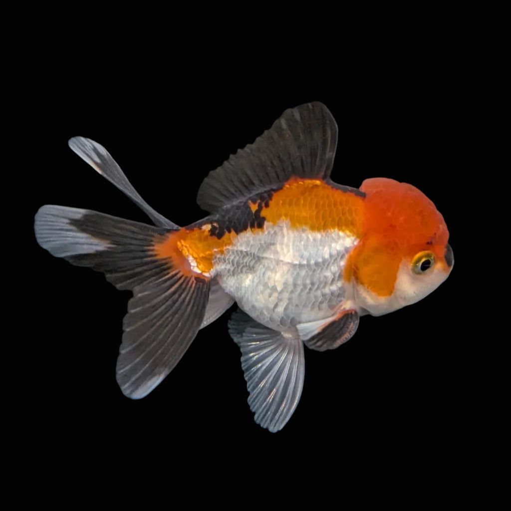 Juvenile Oranda Tricolor 3.5"-4" in.  ID#410T8A-015