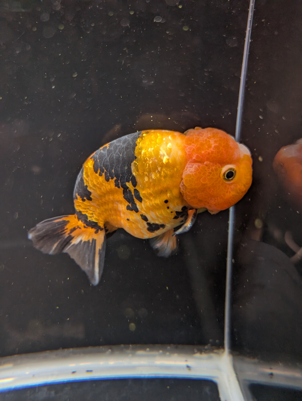 Jumbo Ranchu Calico 4.5"-5" in. ID#821R8A-034