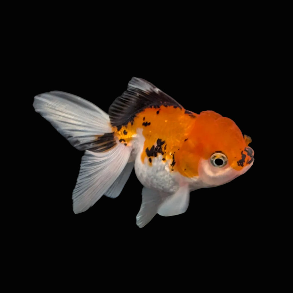 Juvenile Oranda Tricolor 3.5"-4" in.  ID#410T8A-016