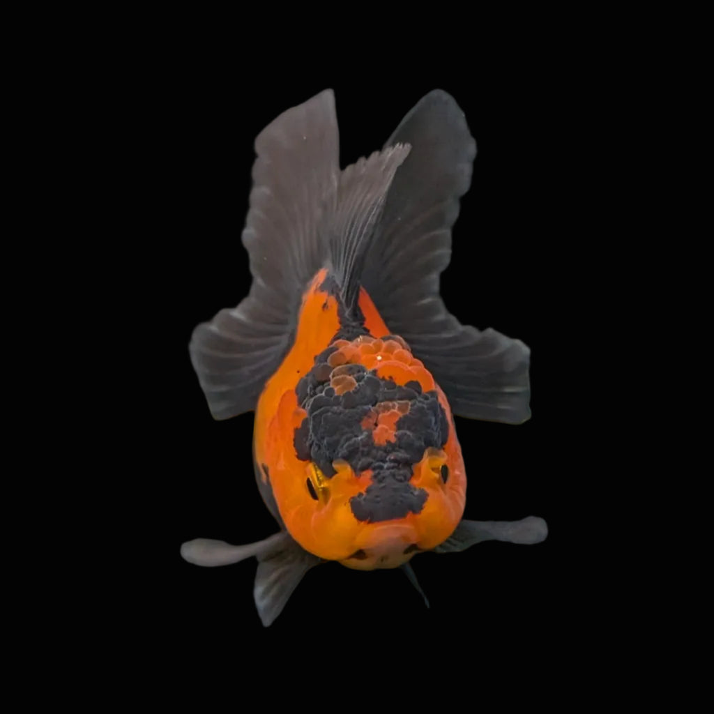 Juvenile Oranda Tricolor 3.5"-4" in.  ID#403T8A-003