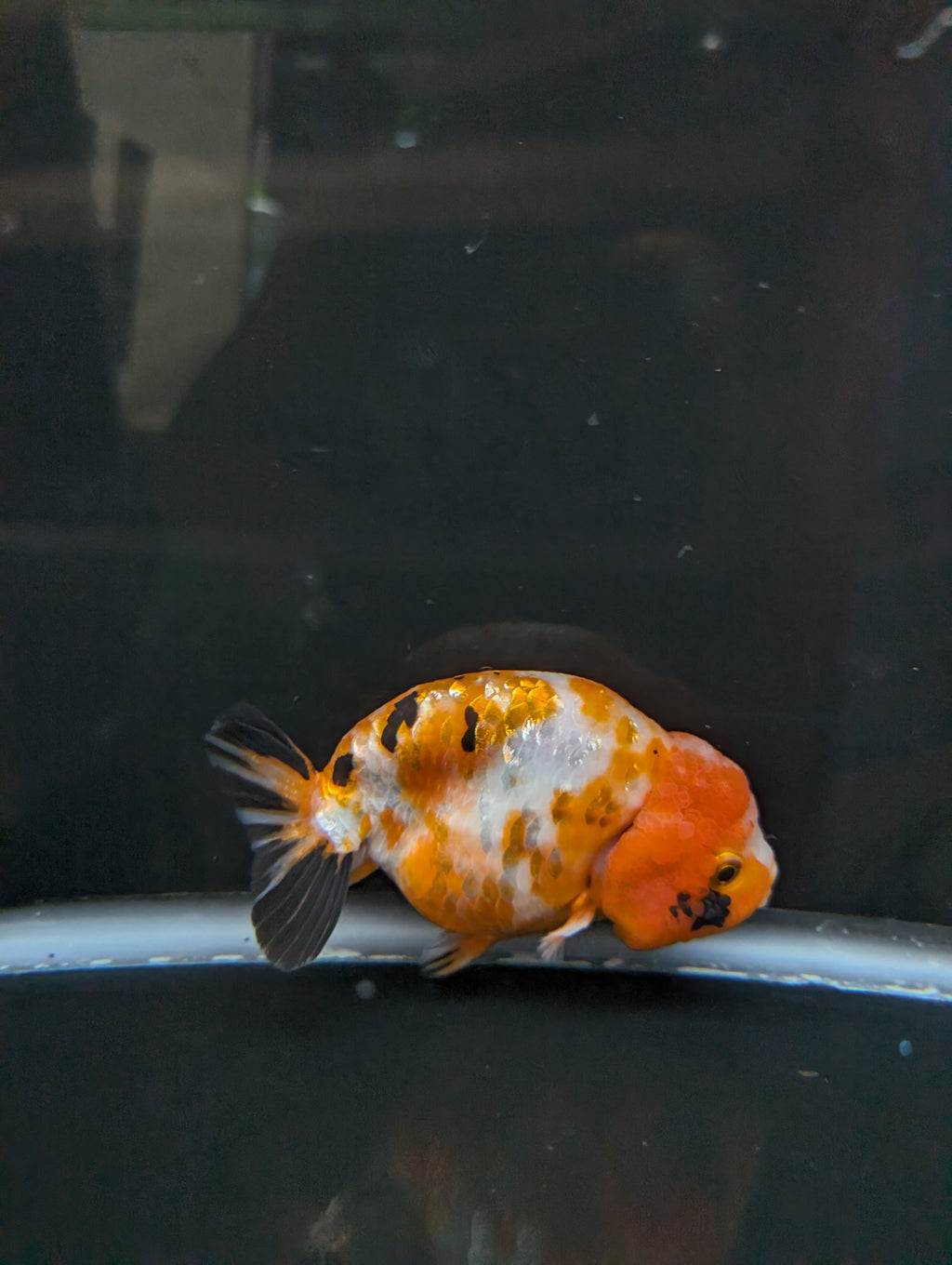 Jumbo Ranchu Sakura Calico 4.5"-5" in. ID#814R8A-026
