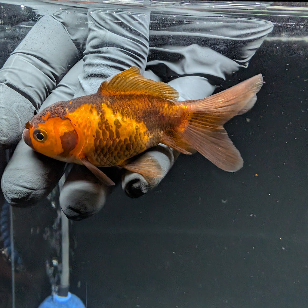 Juvenile Oranda Red Black 3"-3.5"in.  ID#515T2A-013