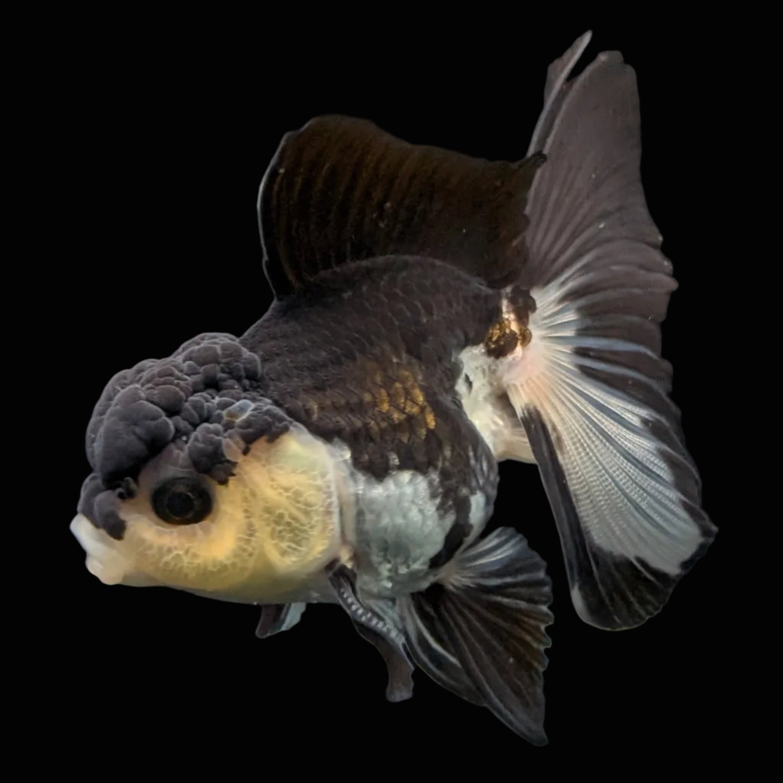 Thai Juvenile Oranda Panda 3.5"-4"in.  ID#731T1A-054