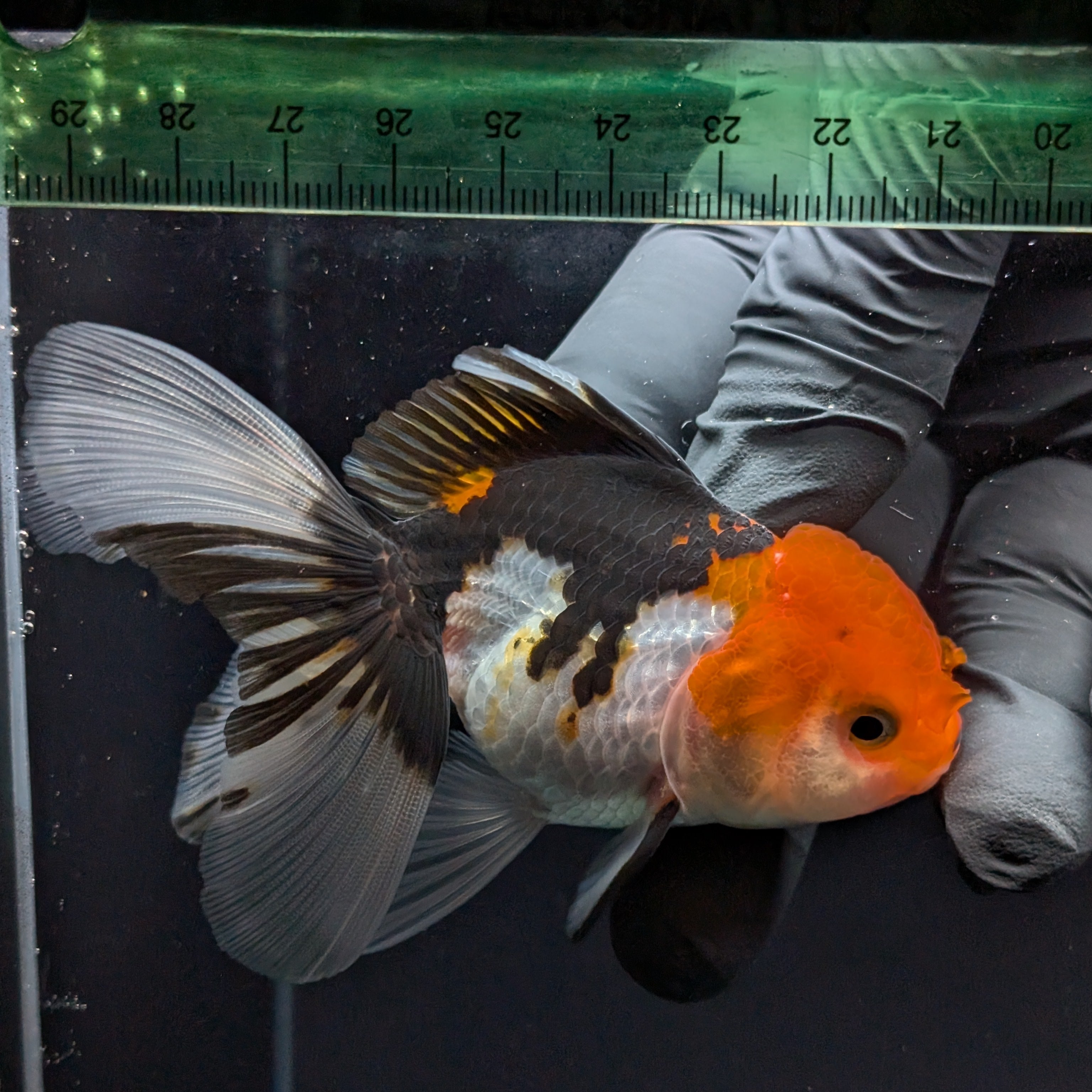 Thai Juvenile Oranda Tricolor 3.5"-4"in.  ID#731T1A-055