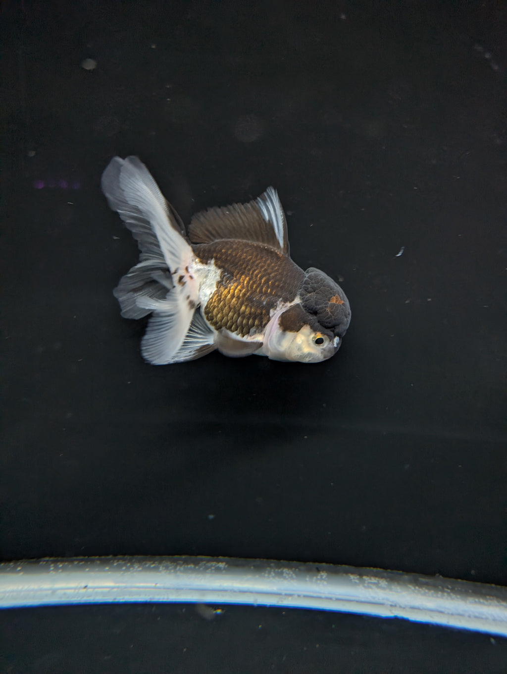Thai Oranda Panda 4"-4.5"in.  ID#1023T1A-024