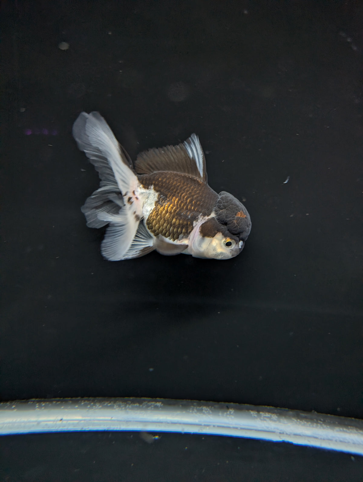 Thai Oranda Panda 4"-4.5"in.  ID#1023T1A-024