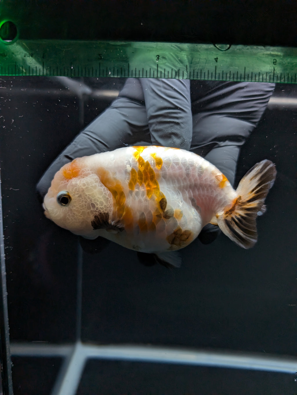 Jumbo Ranchu Sakura Calico 4.5"-5" in. ID#828R8A-052