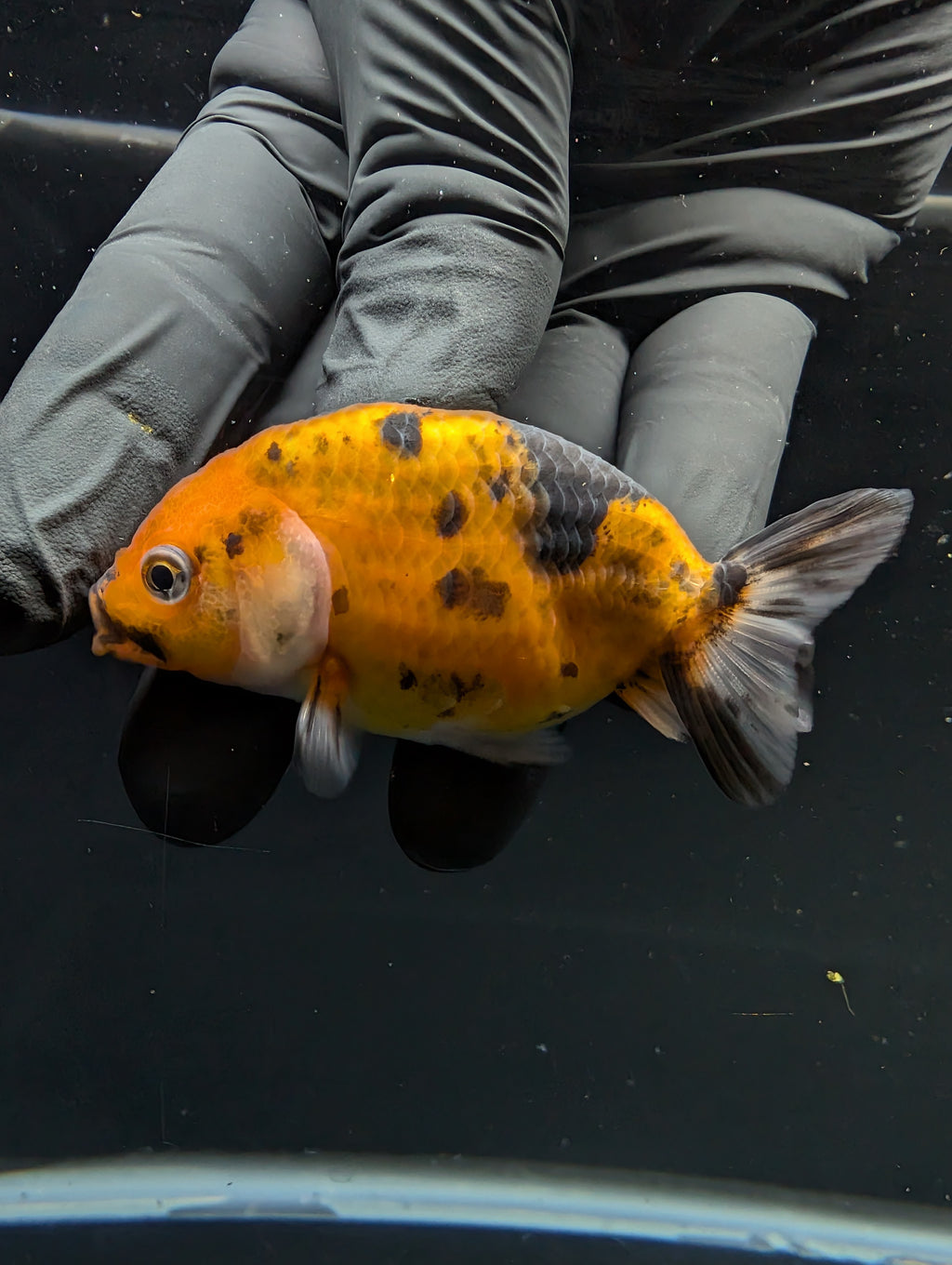 Ranchu Calico 2.5"-3" in. ID#717R4A-001