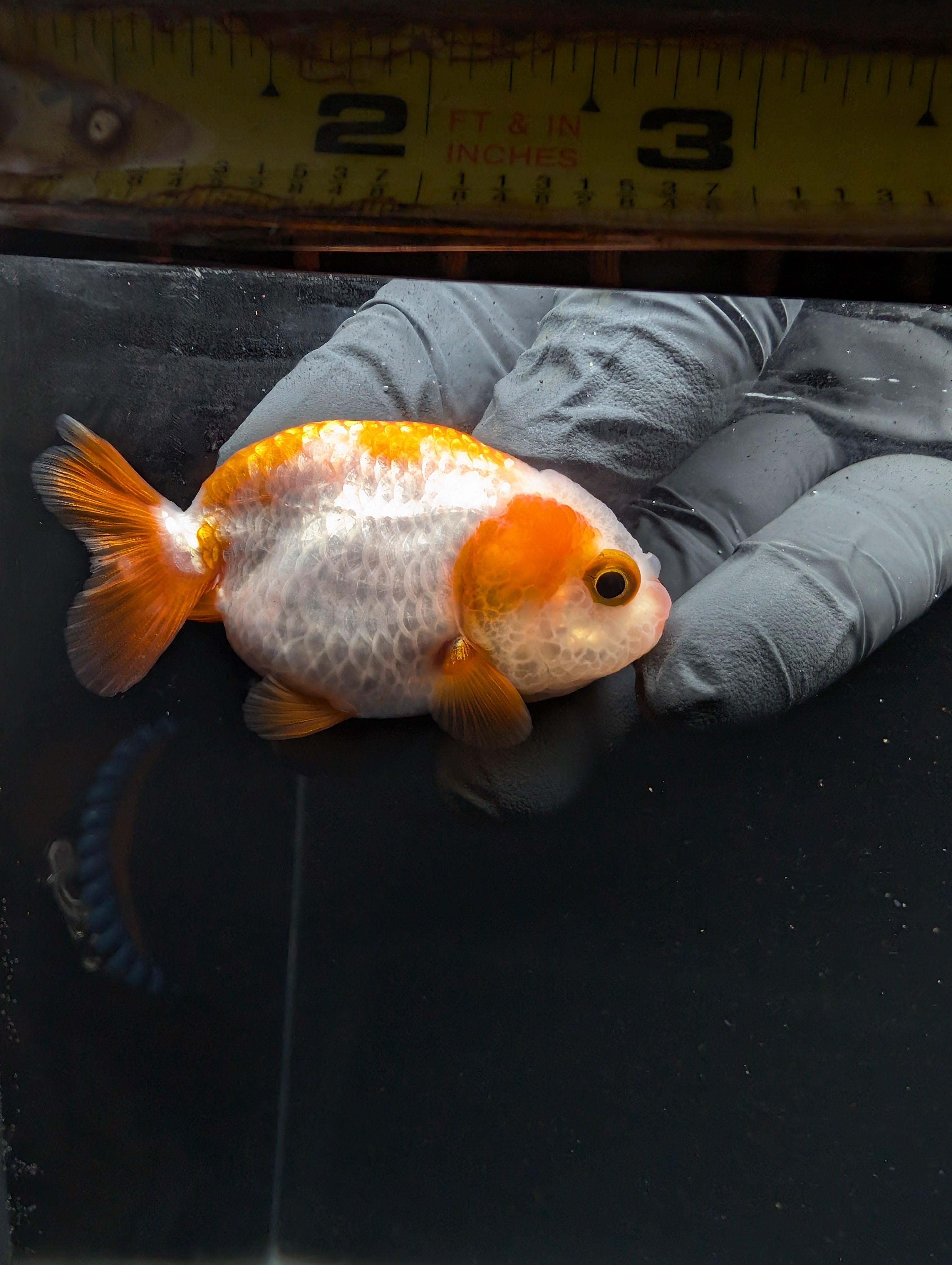 Baby Ranchu Red White 2.5"-3" in. ID#605R4A-072
