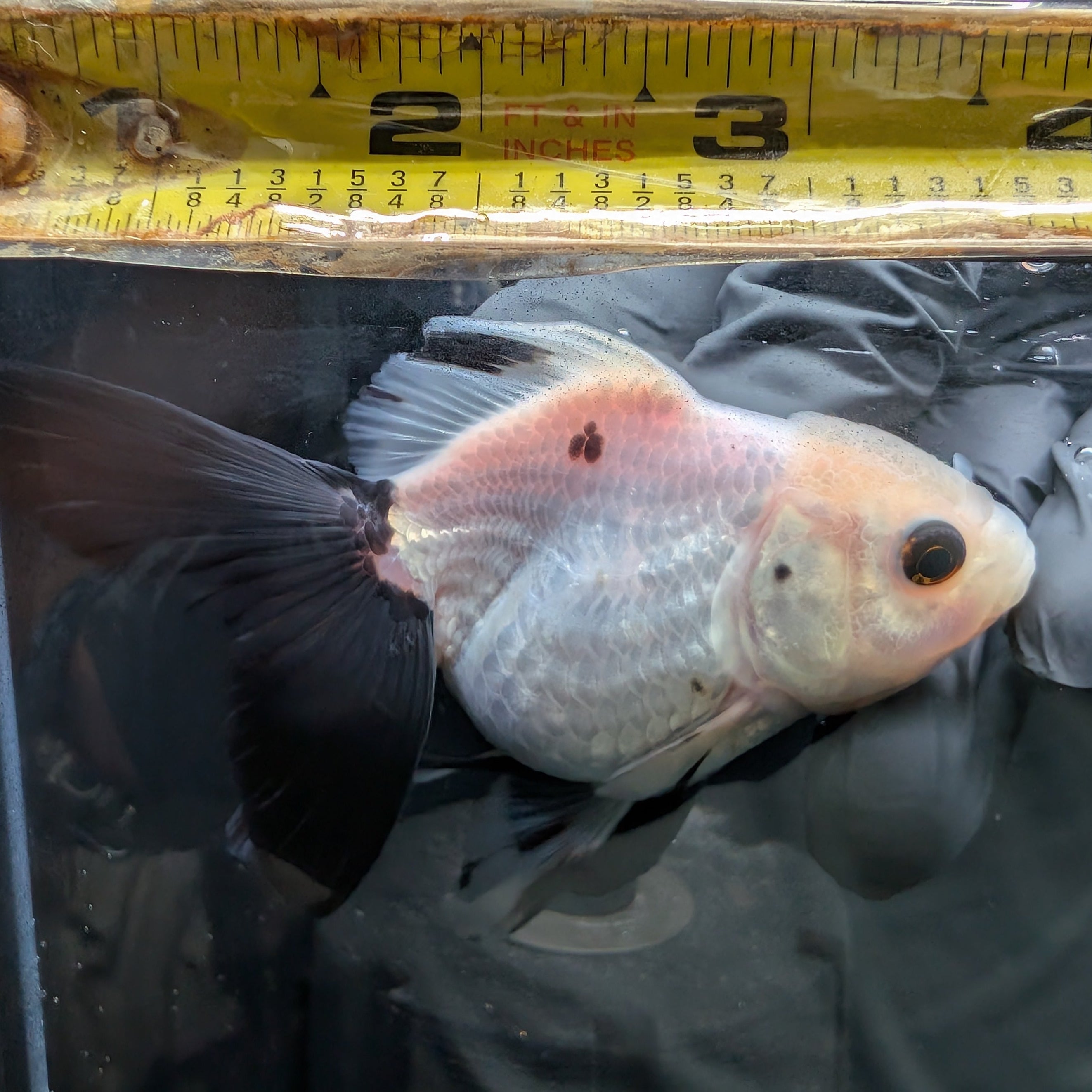 Juvenile Oranda Panda 3.5"-4" in.  ID#424T1A-005