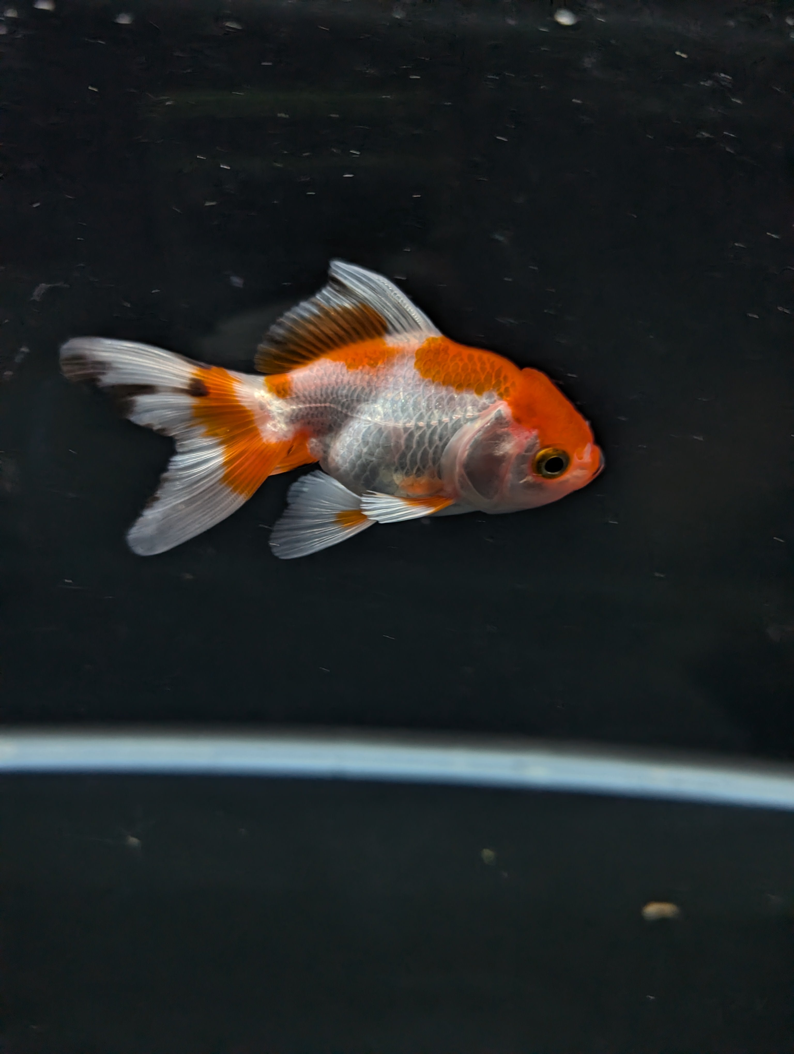 Juvenile Oranda  Red White 3"-3.5"in.  ID#619T1A-018