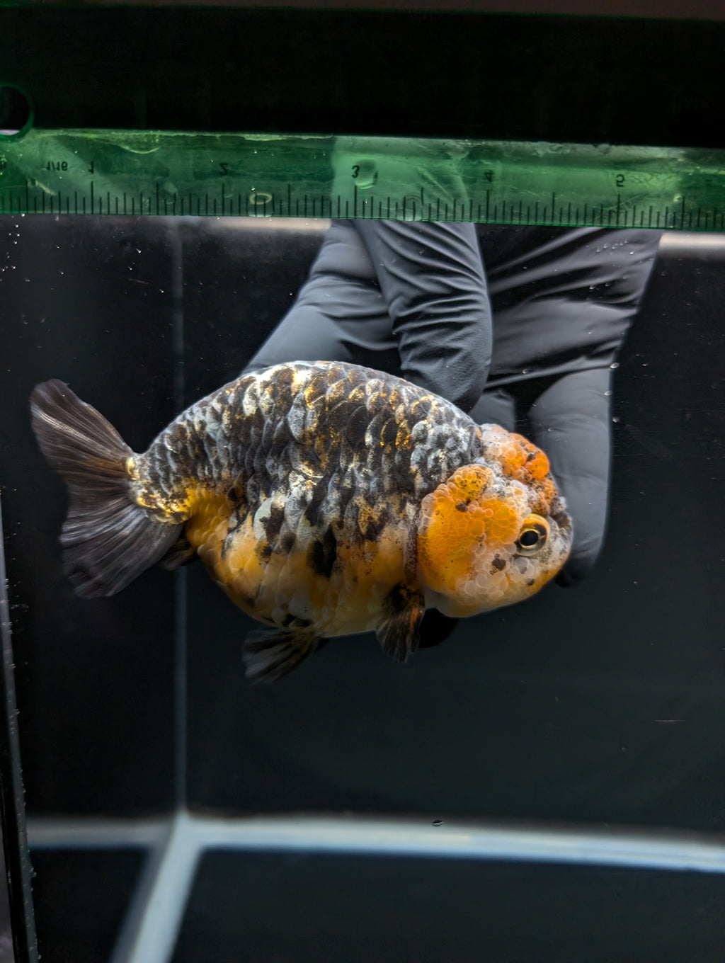 Jumbo Ranchu Kirin Calico 4.5"-5" in. ID#828R8A-051