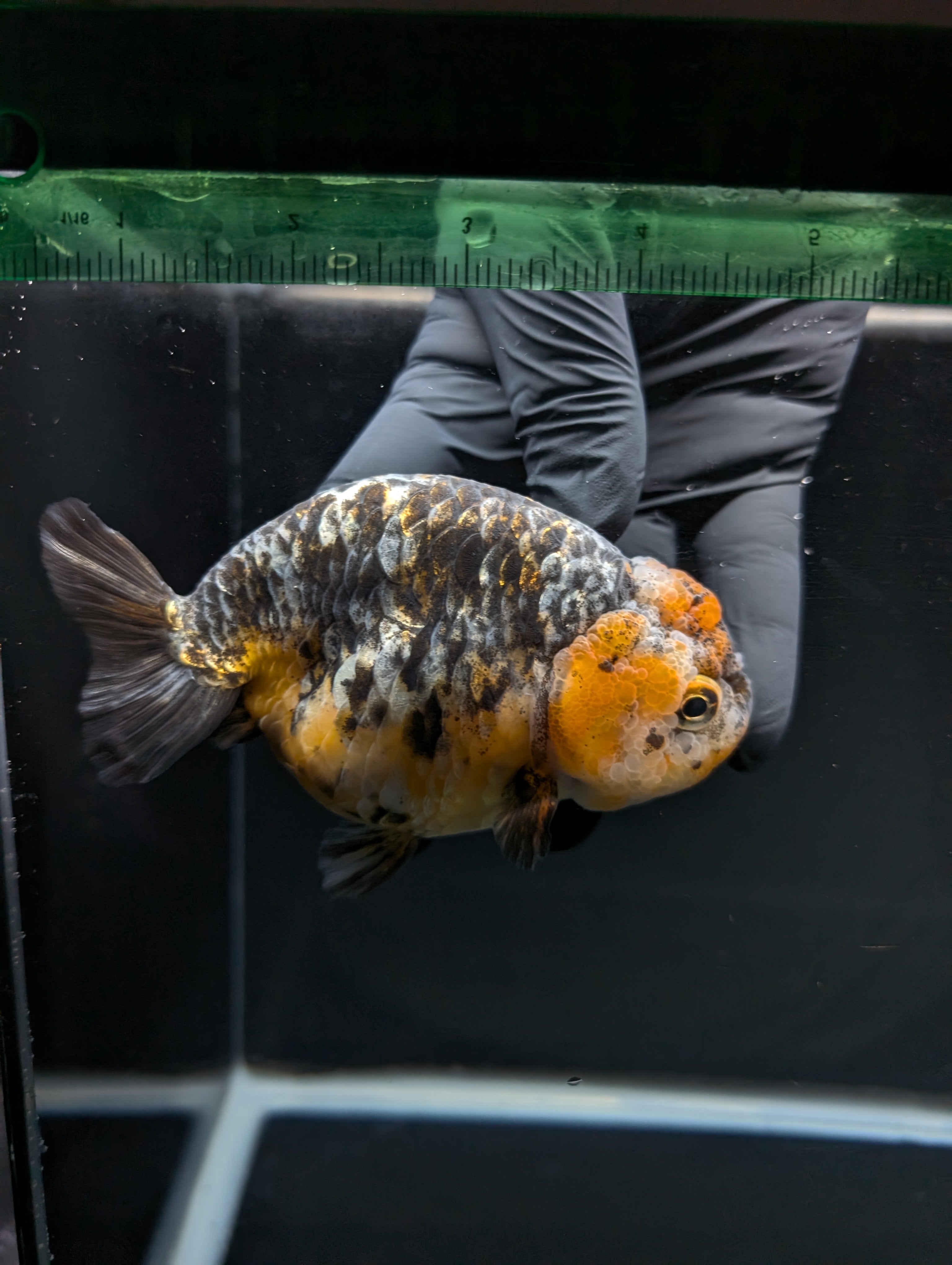 Jumbo Ranchu Kirin Calico 4.5"-5" in. ID#828R8A-051