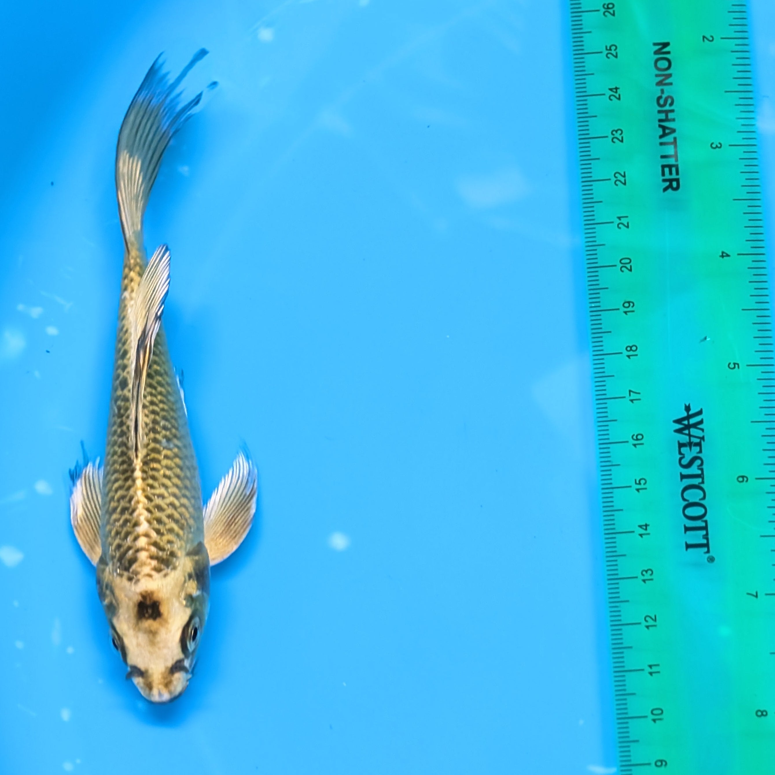 Matsuba Butterfly Koi 6"-7"in. ID#727BFK-009