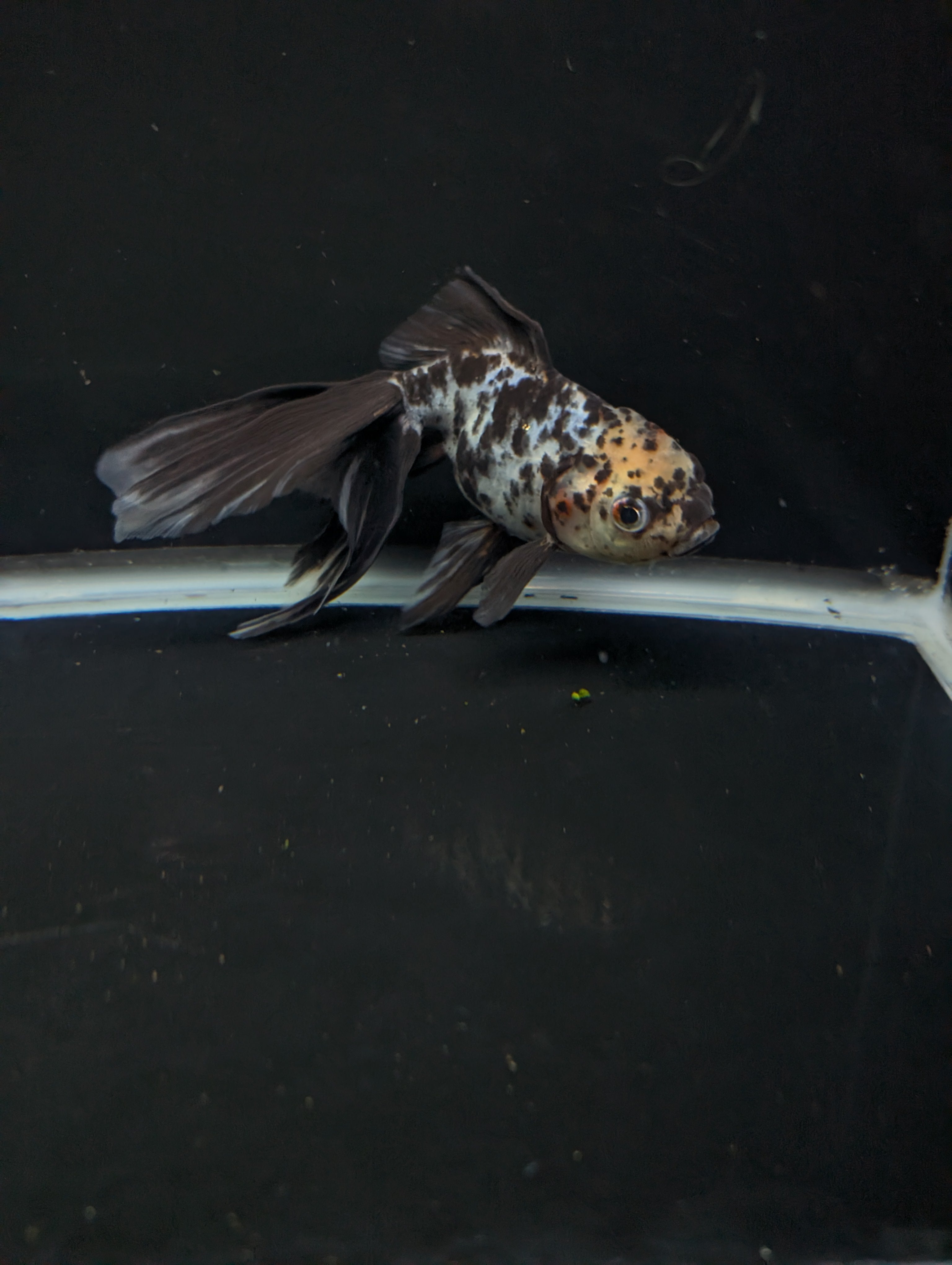 Calico Oranda 5"in. ID#821LB2A-62