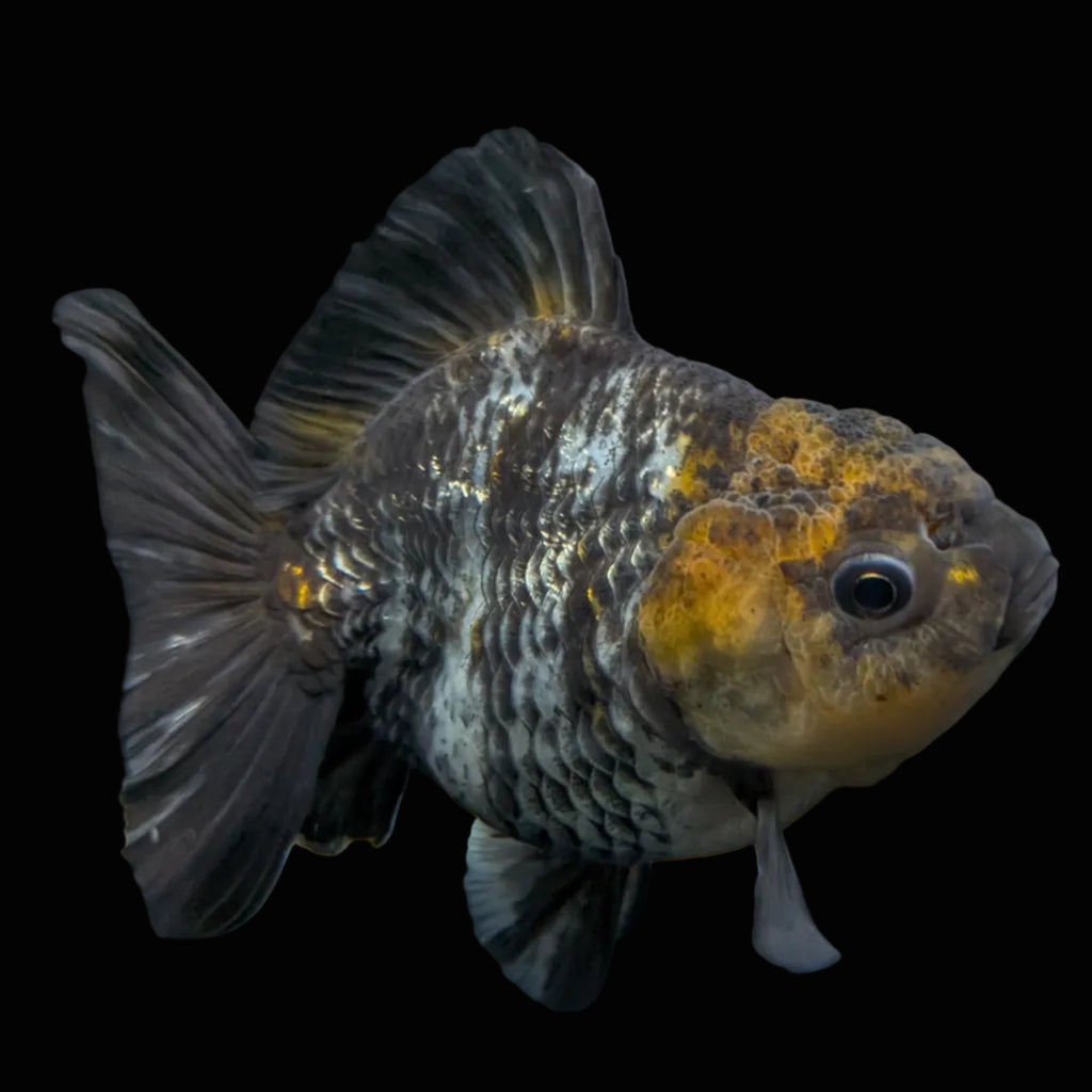 Thai Oranda Shogun Tiger Calico 4" in. ID#626SG7A-003