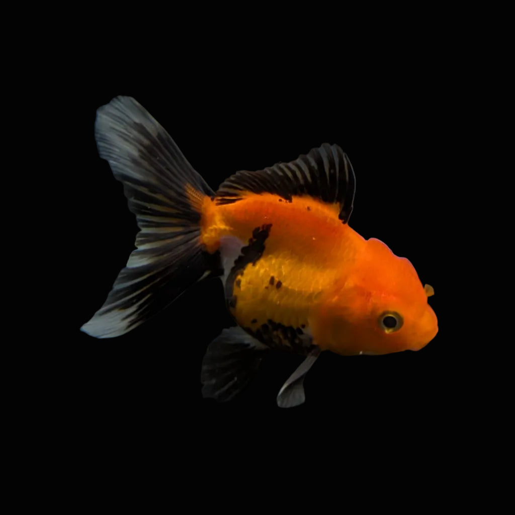 Juvenile Oranda Tricolor 3.5"-4" in.  ID#327T13b-039