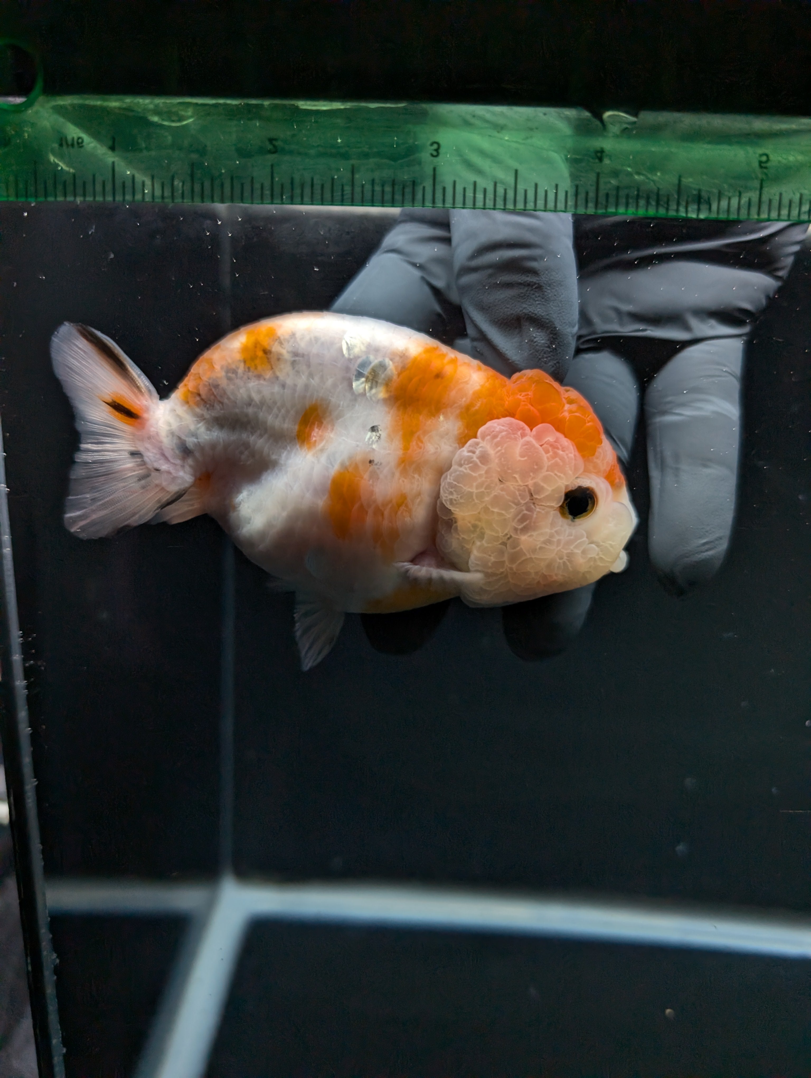 Jumbo Ranchu Sakura 4.5"-5" in. ID#828R8A-054