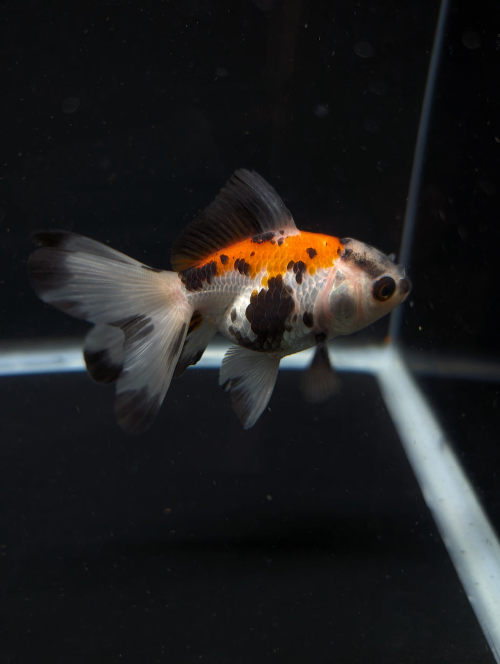 Juvenile Oranda  Tricolor 3"-3.5"in.  ID#619T1A-009