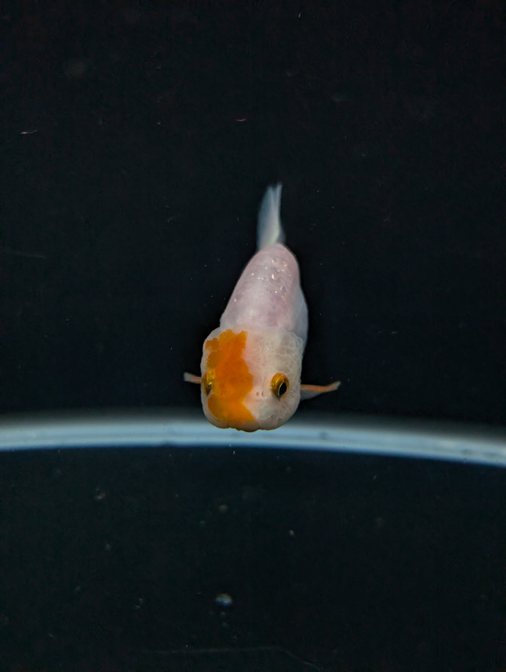 Ranchu Red White 3"-3.5" in. ID#501R13A-024