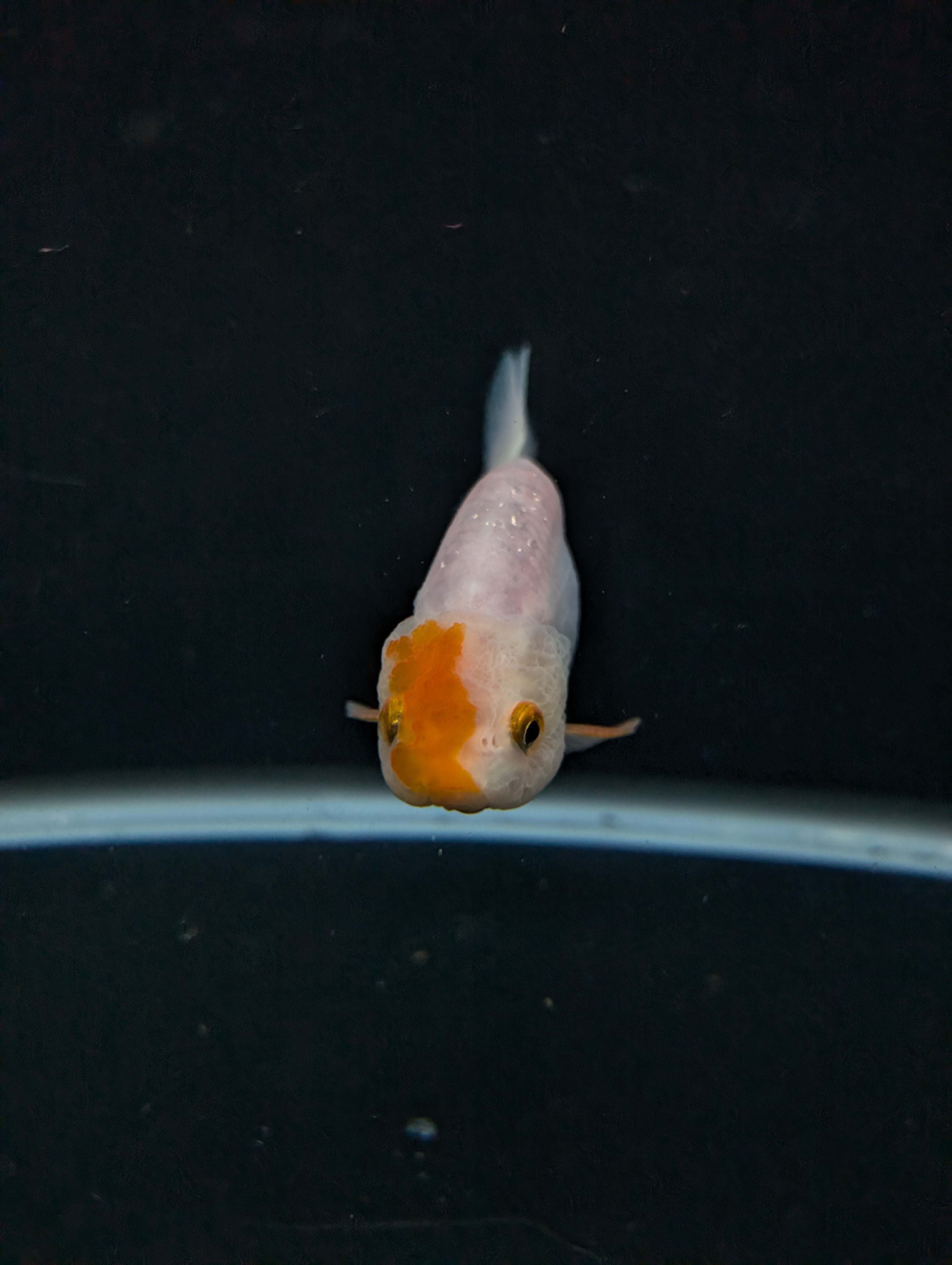 Ranchu Red White 3"-3.5" in. ID#501R13A-024