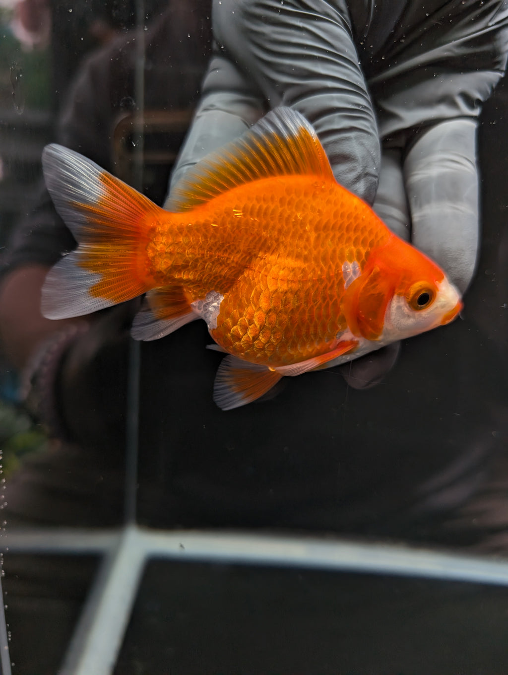 Tamasaba Kuchibeni Red White 3.5"in. ID#1023TM1B-026