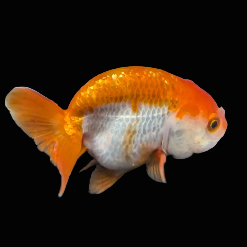Ranchu Red White 3.5"-4"in. ID#821R4A-054