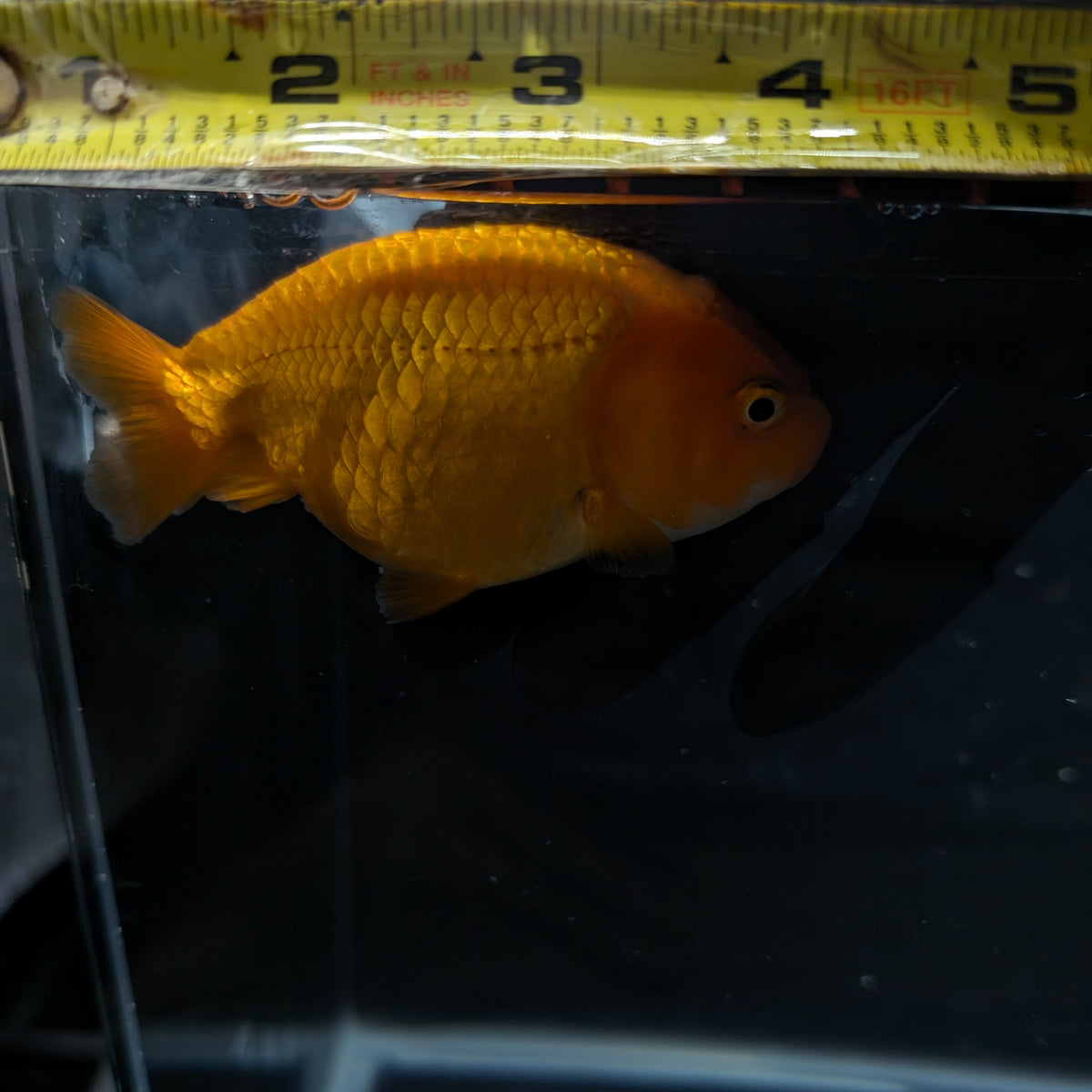 Red White Ranchu 4
