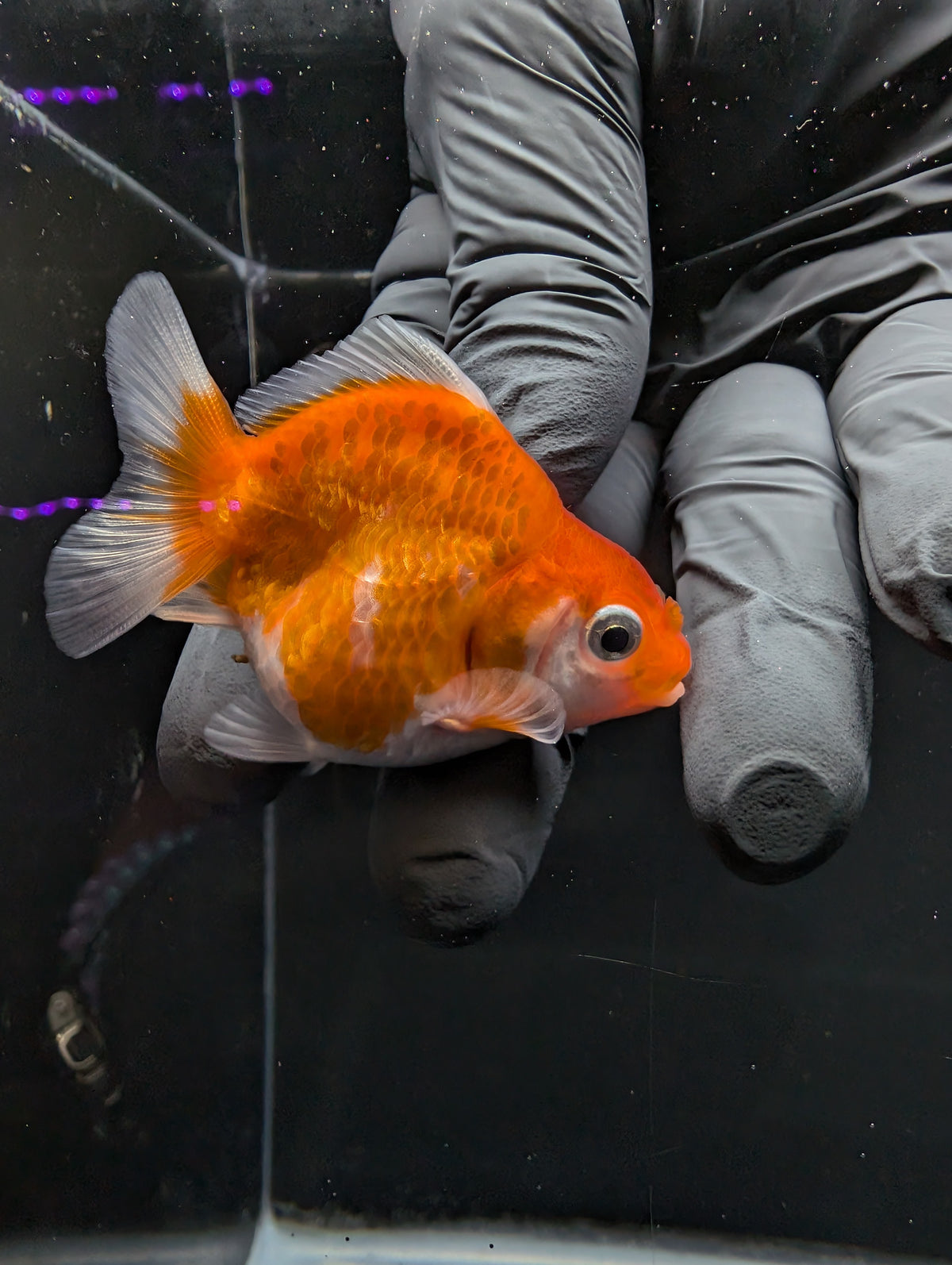 Baby Thai Shogun Oranda Red White 2"-2.5" in. ID#1016BSG11A-006