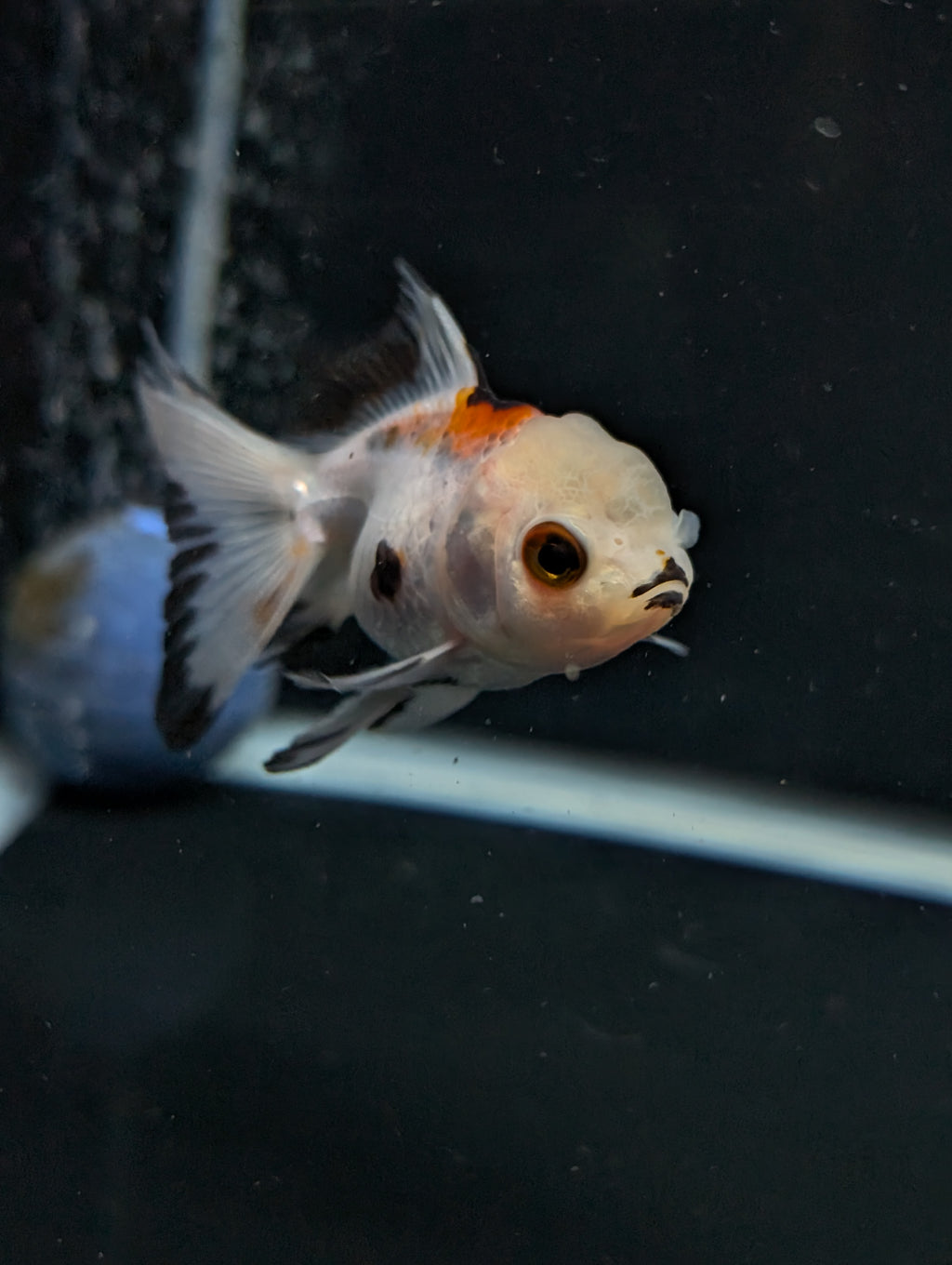 Juvenile Oranda  Tricolor 3"-3.5"in.  ID#619T1A-005