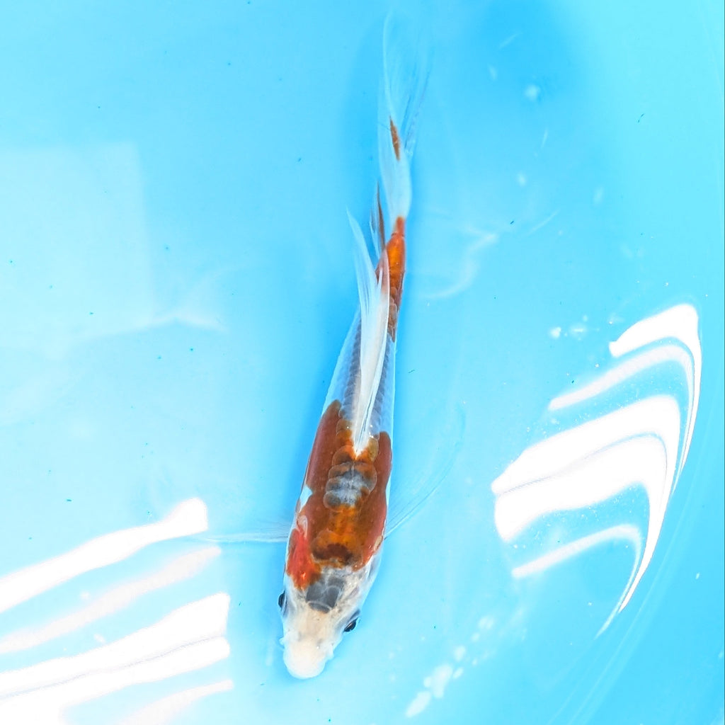 Shusui Butterfly Koi  6"-7'in. ID#727BFK-002