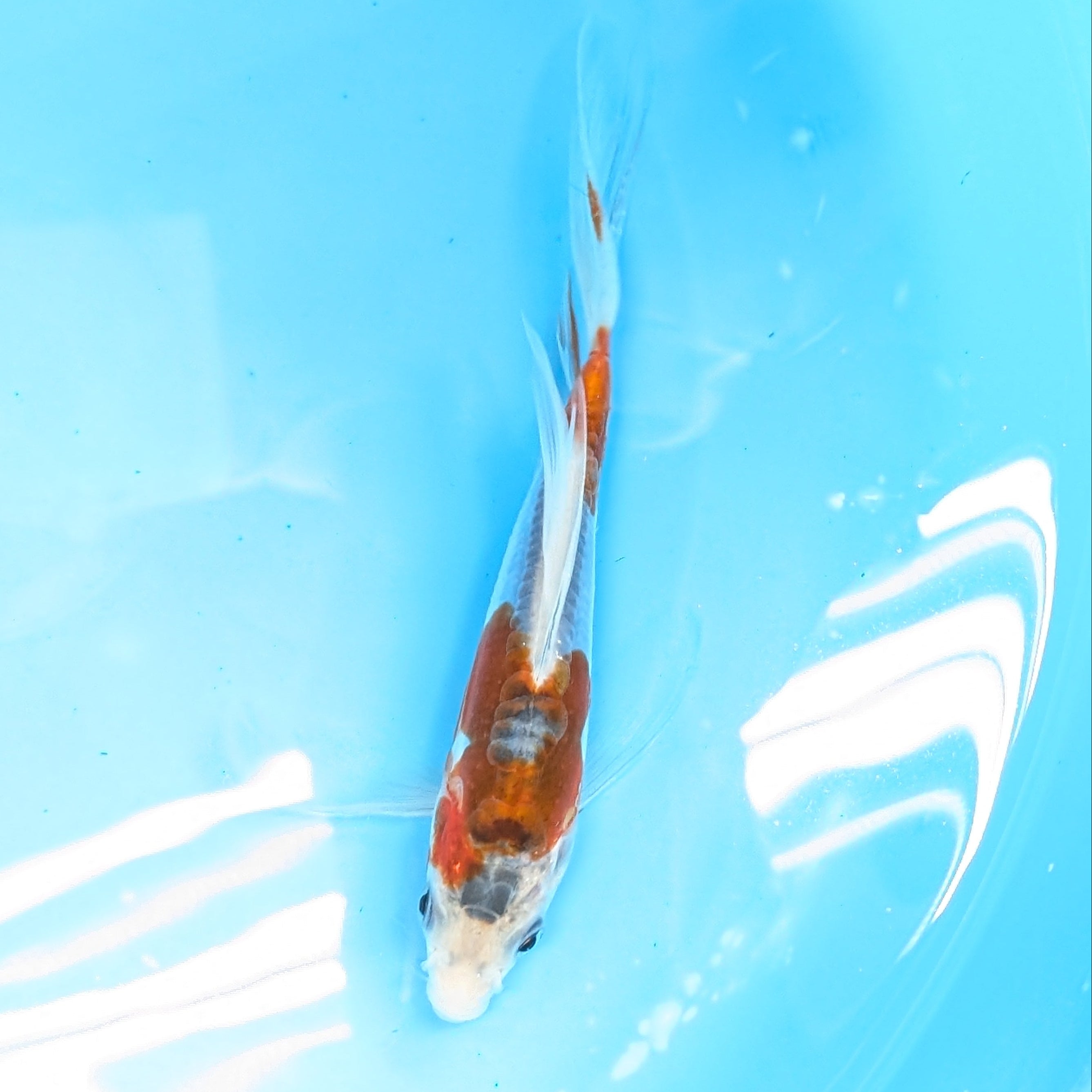 Shusui Butterfly Koi  6"-7'in. ID#727BFK-002
