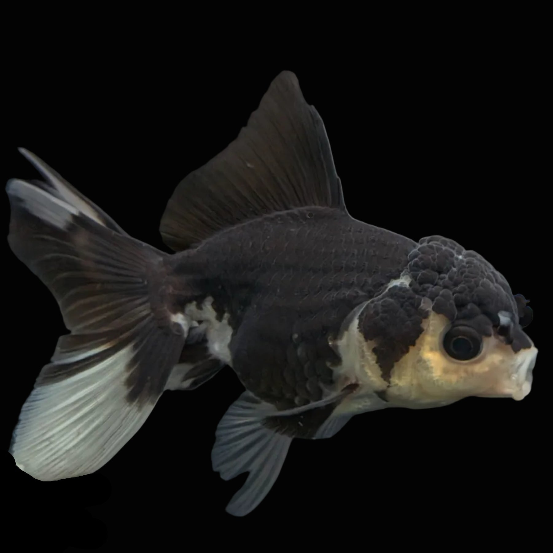 Thai Juvenile Oranda Panda 3.5"-4"in.  ID#731T1A-052
