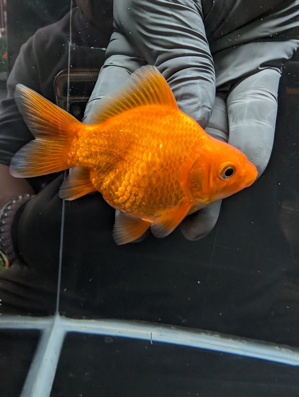 Tamasaba Red White 3.5"in. ID#1023TM1B-030
